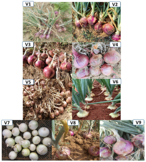 Variations in Total Phenolic, Total Flavonoid Contents, and Free 