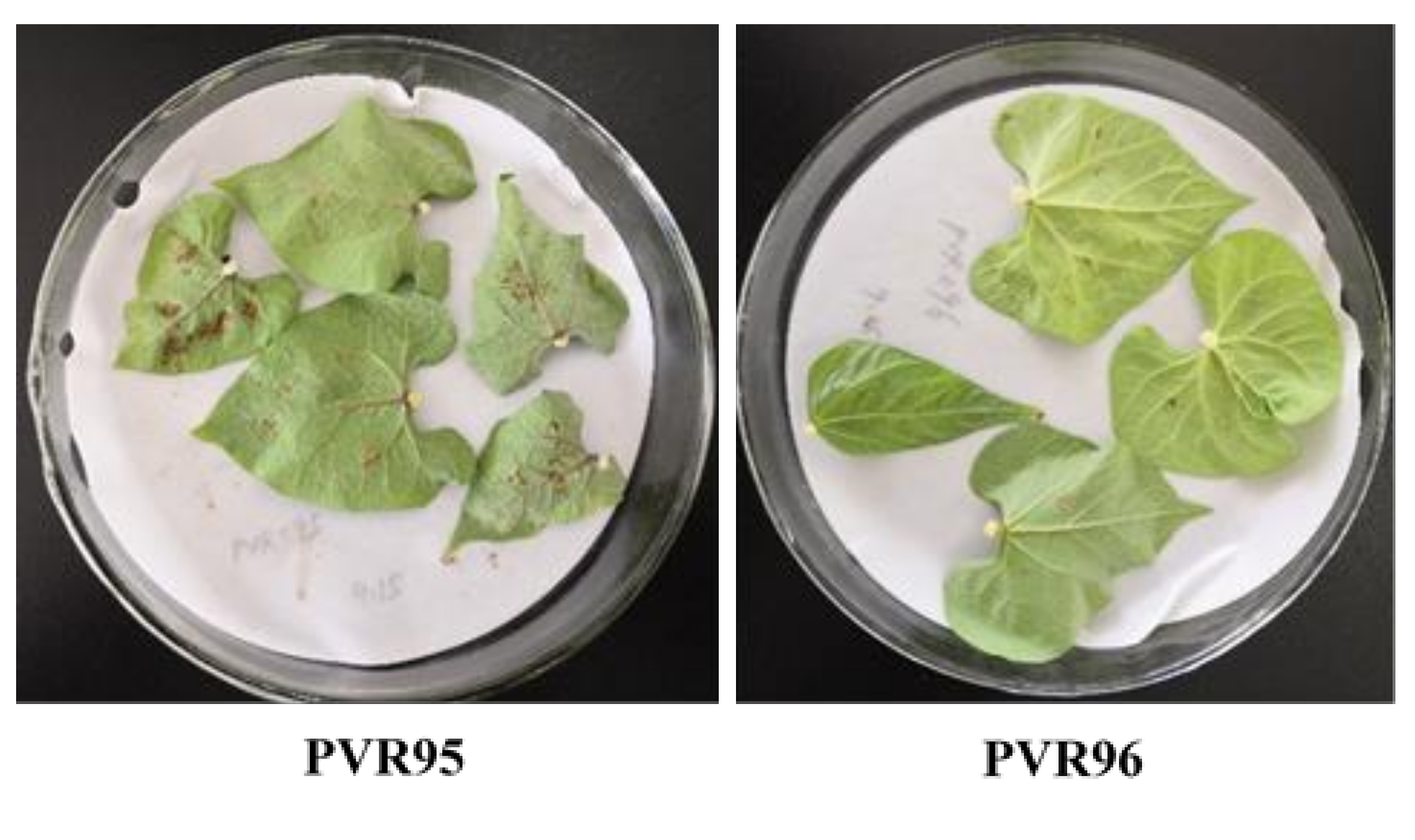 Plants 11 00953 g001 550