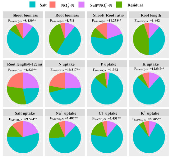 Nitrogen–Salt Interaction Adjusts Root Development and Ion Accumulation ...
