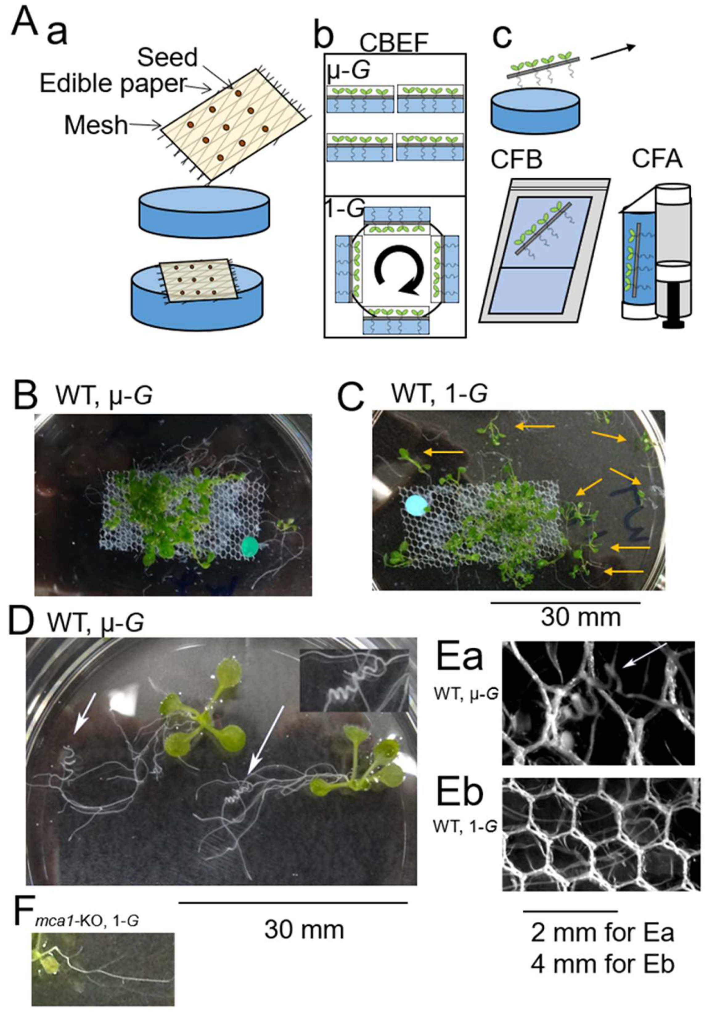 Plants 11 00956 g001 550