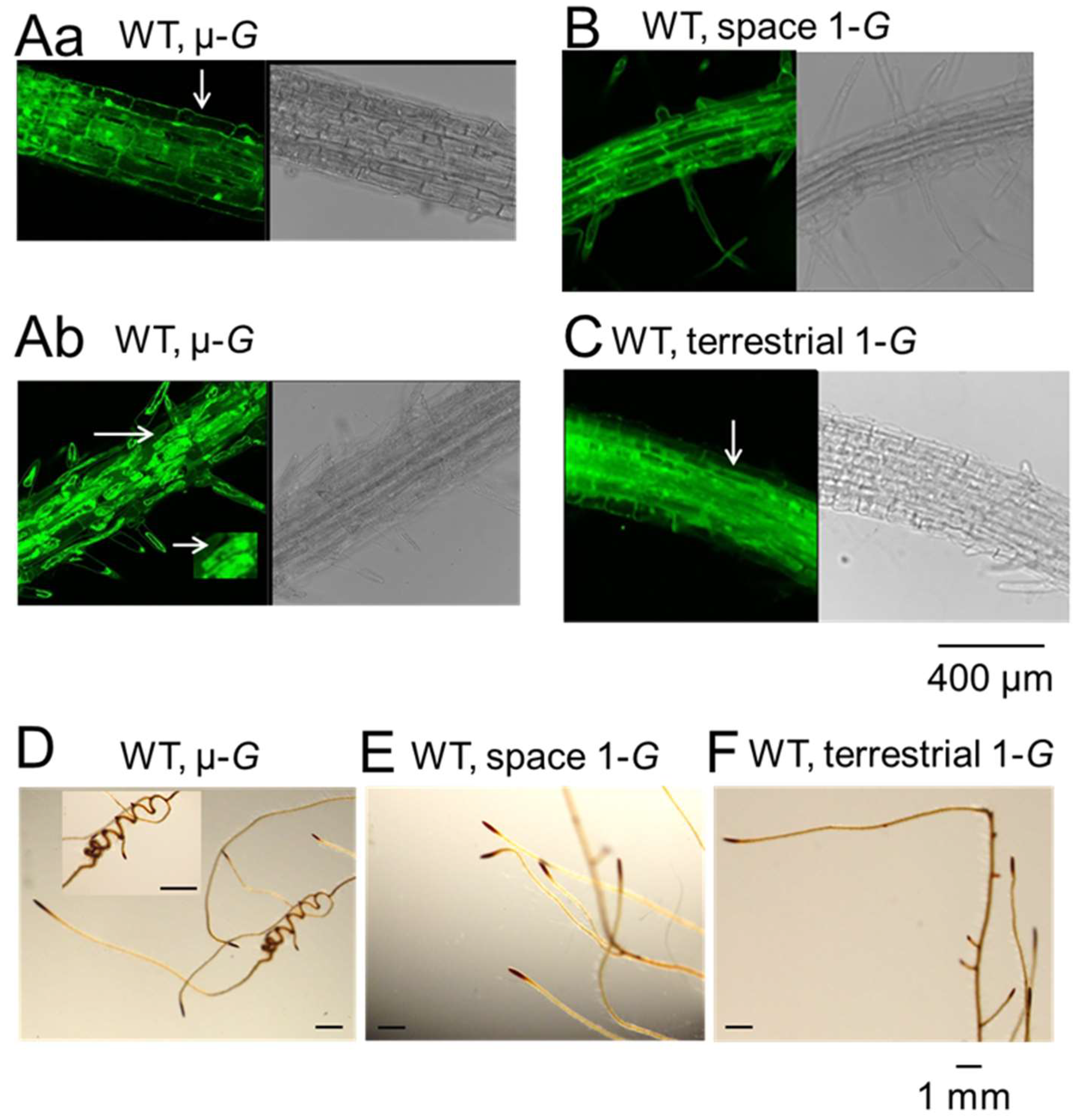 Plants 11 00956 g002 550