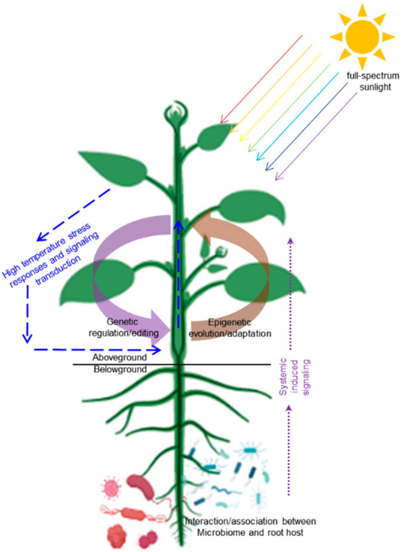 Plants 11 00959 g001