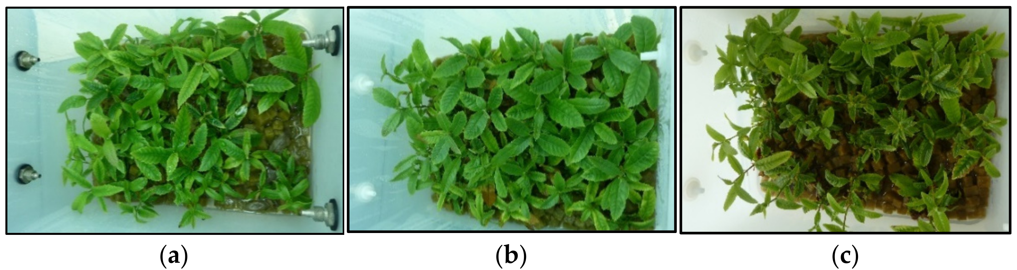 Plants 11 00965 g001 Plants 11 00965 g001