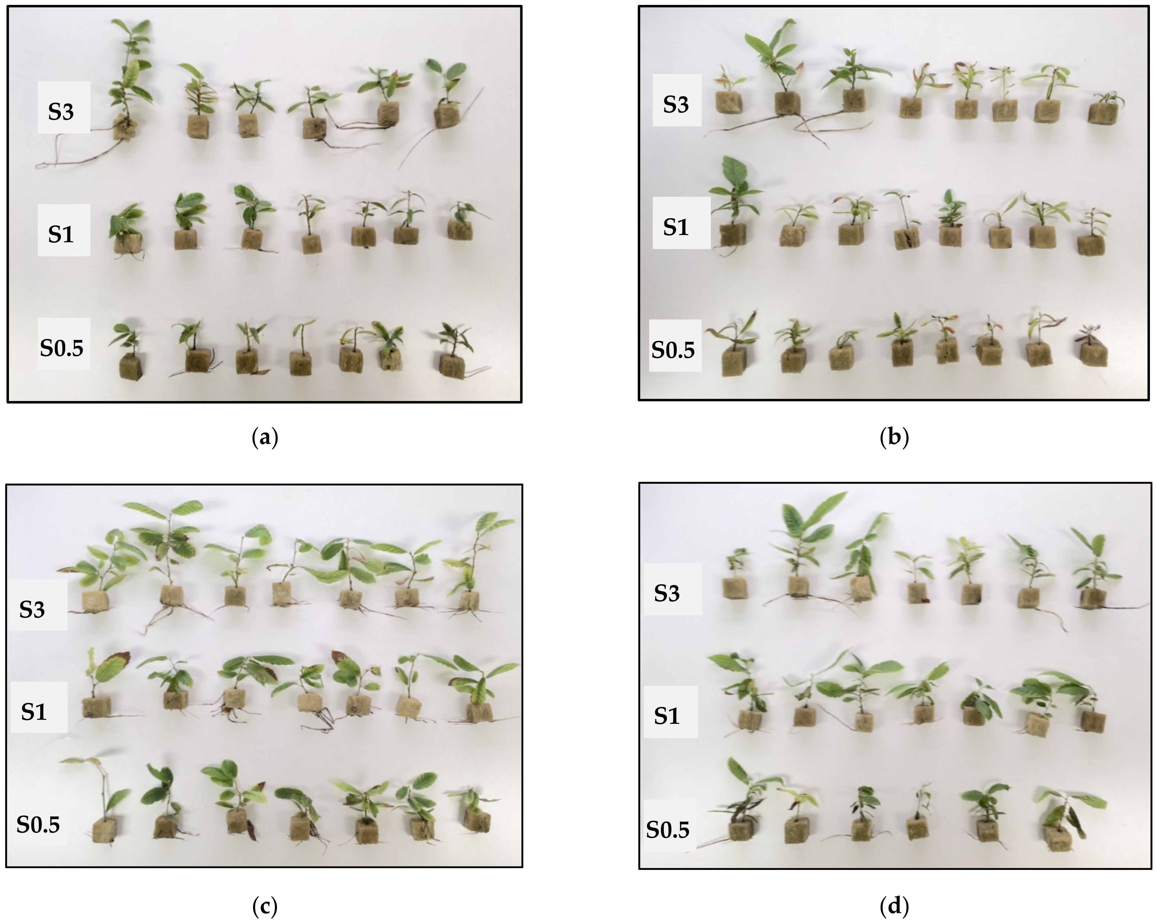 Plants 11 00965 g005 Plants 11 00965 g005