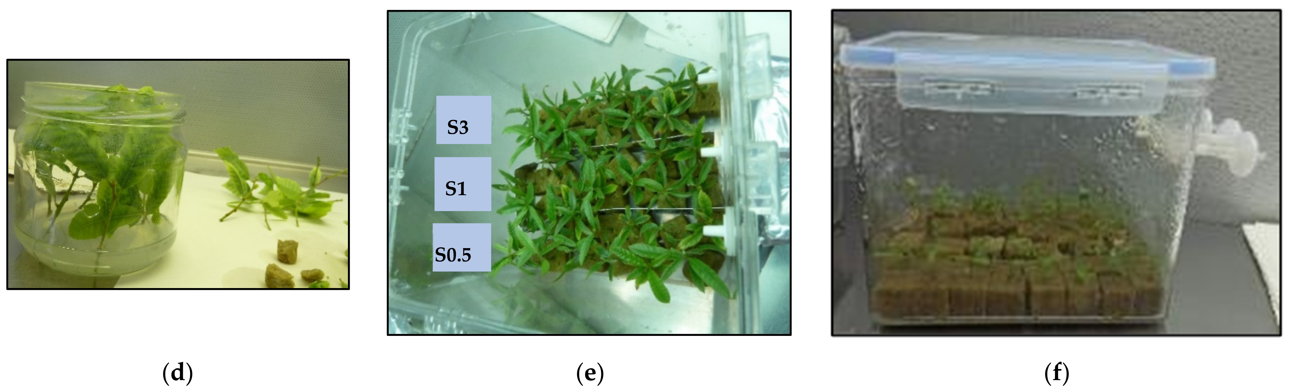 Plants 11 00965 g009b Plants 11 00965 g009b