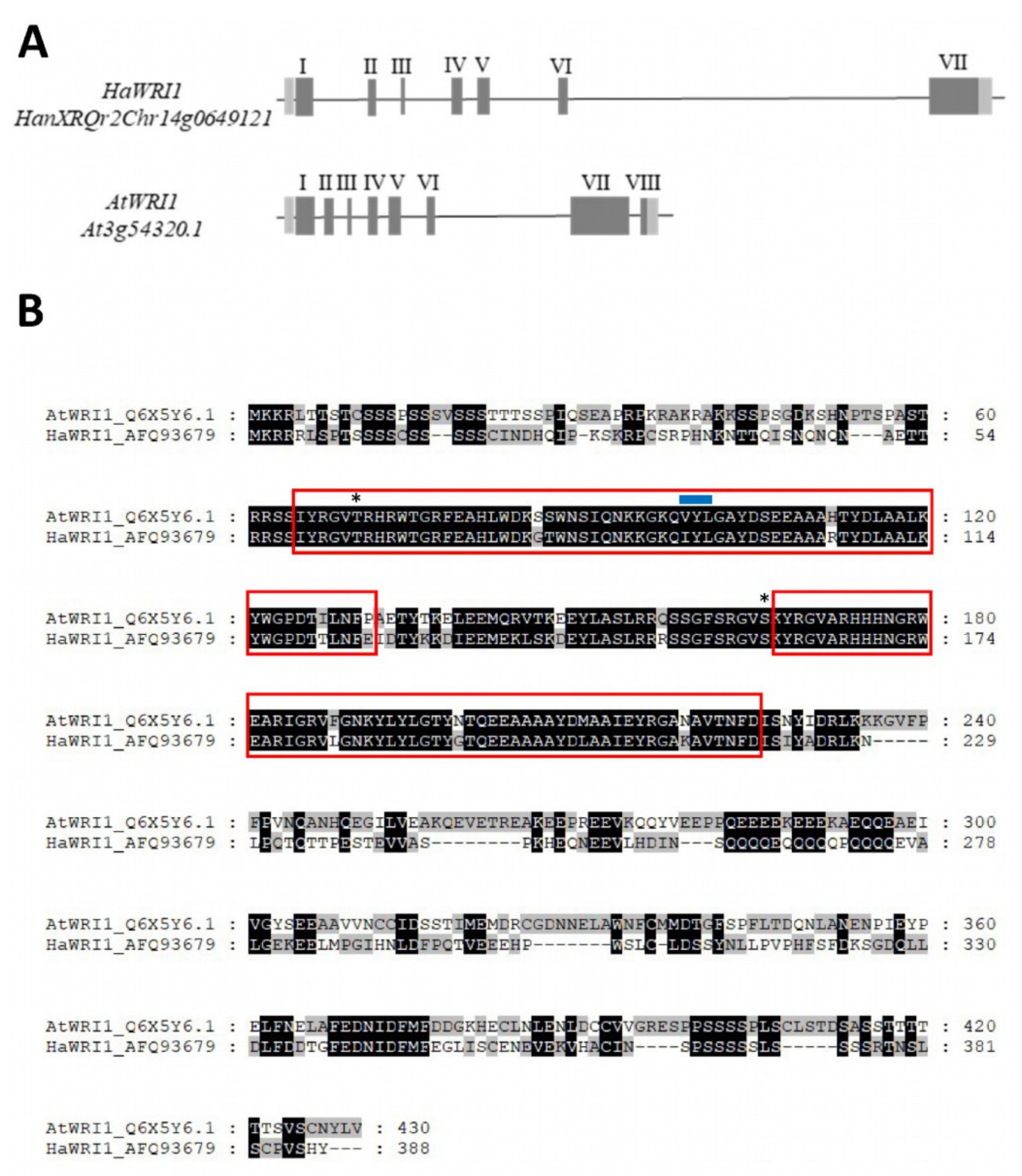 The Sunflower WRINKLED1 Transcription Factor Regulates Fatty Acid 