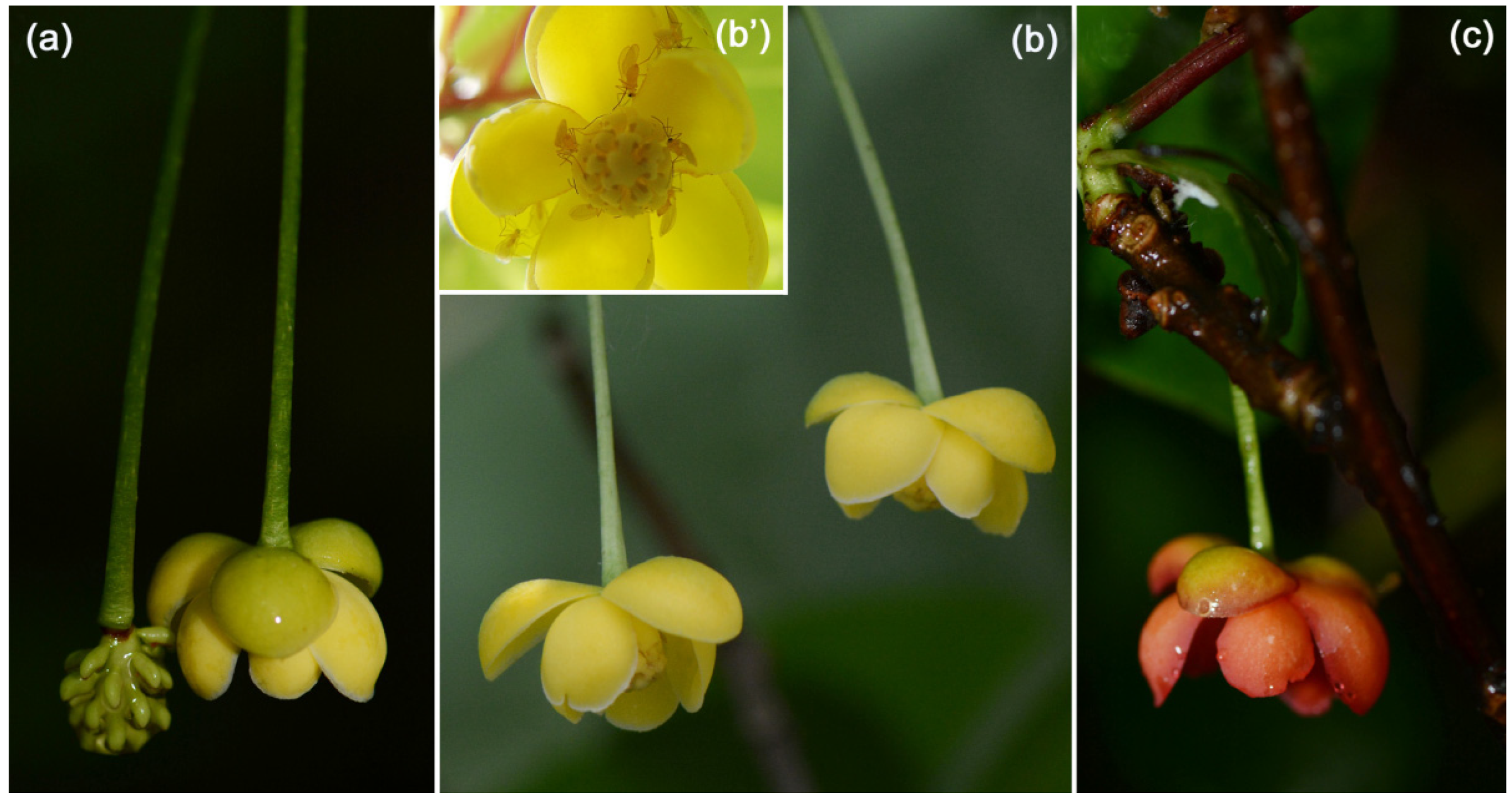 Plants 11 00974 g002