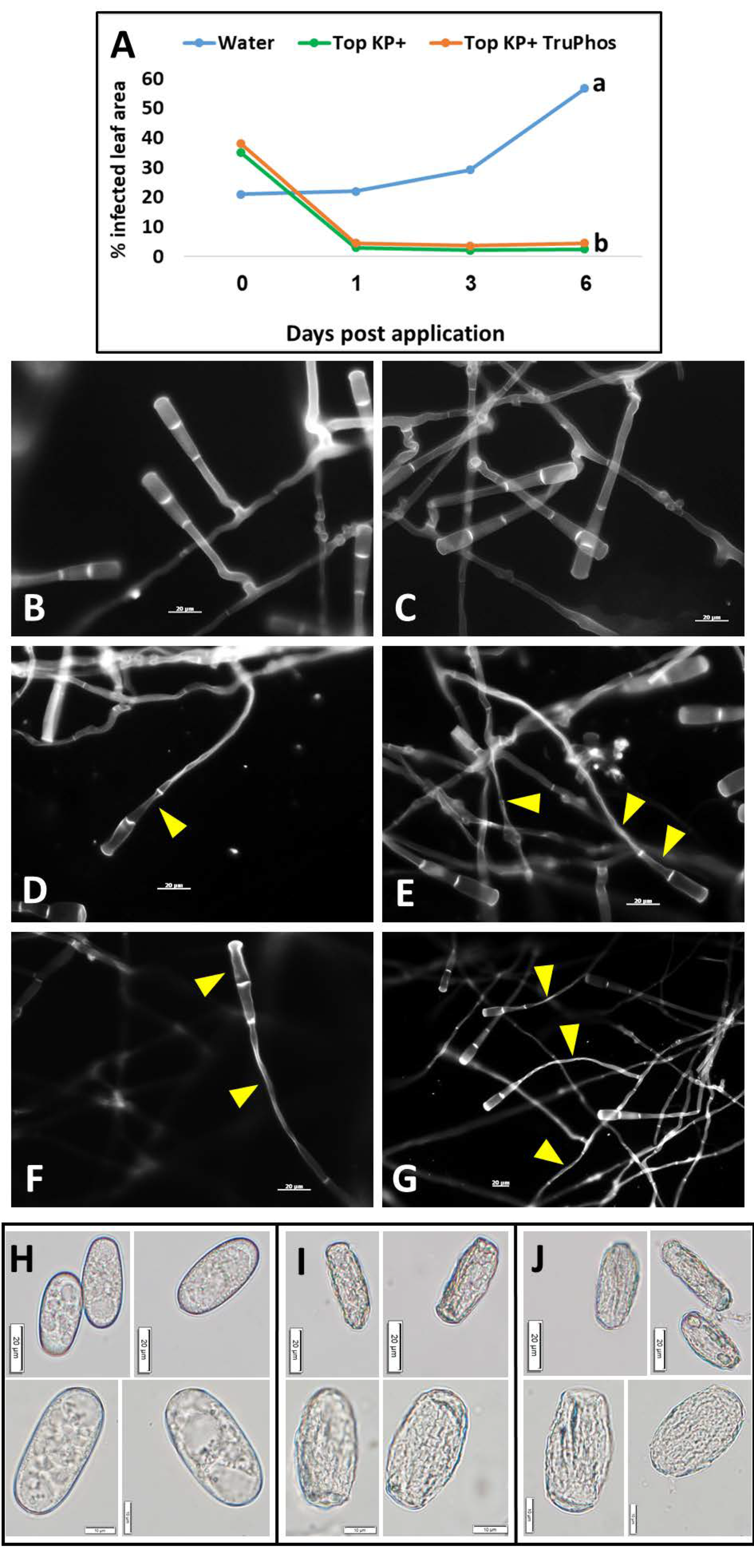 Plants 11 00978 g010 Plants 11 00978 g010