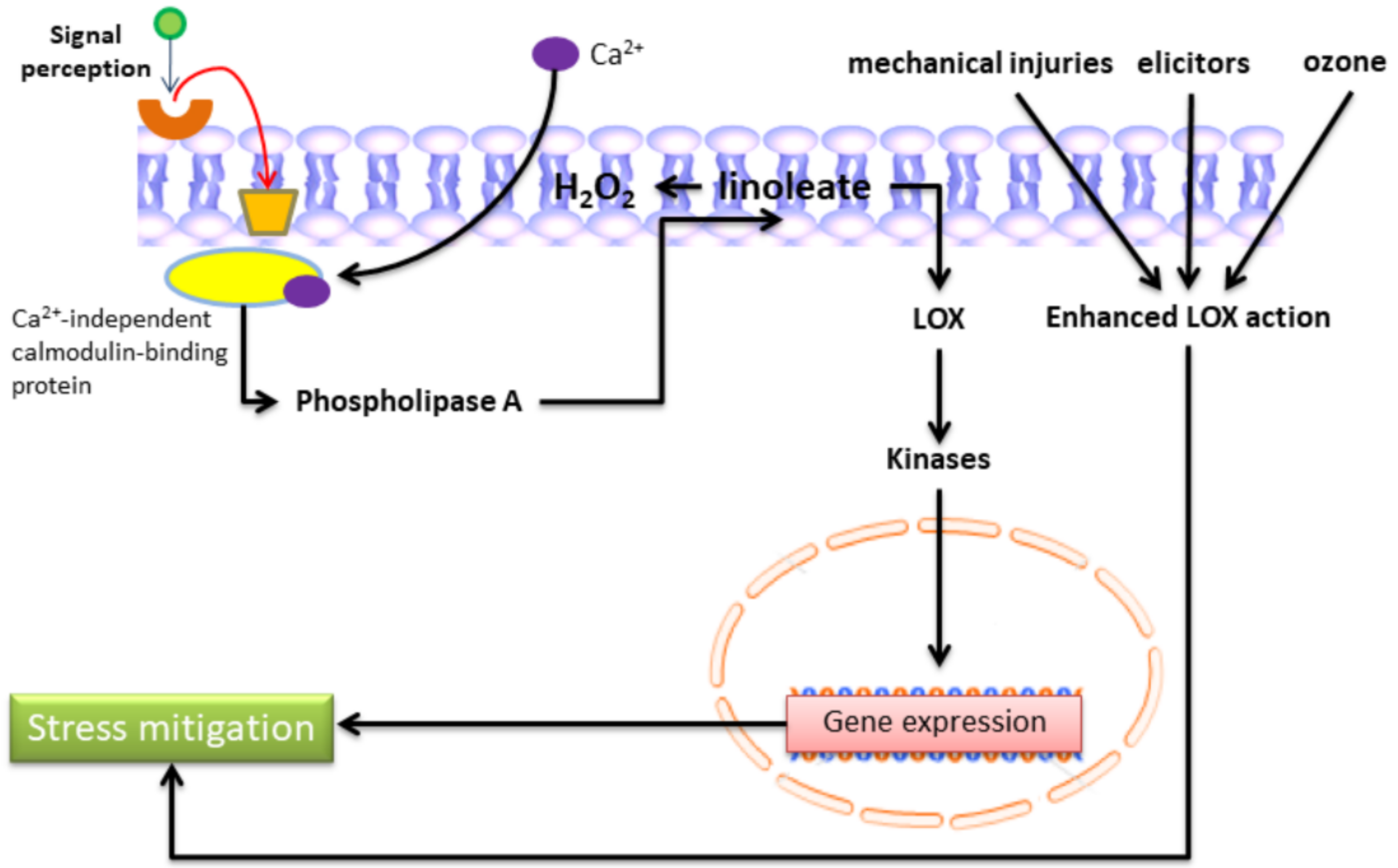 Plants 11 00979 g003 Plants 11 00979 g003