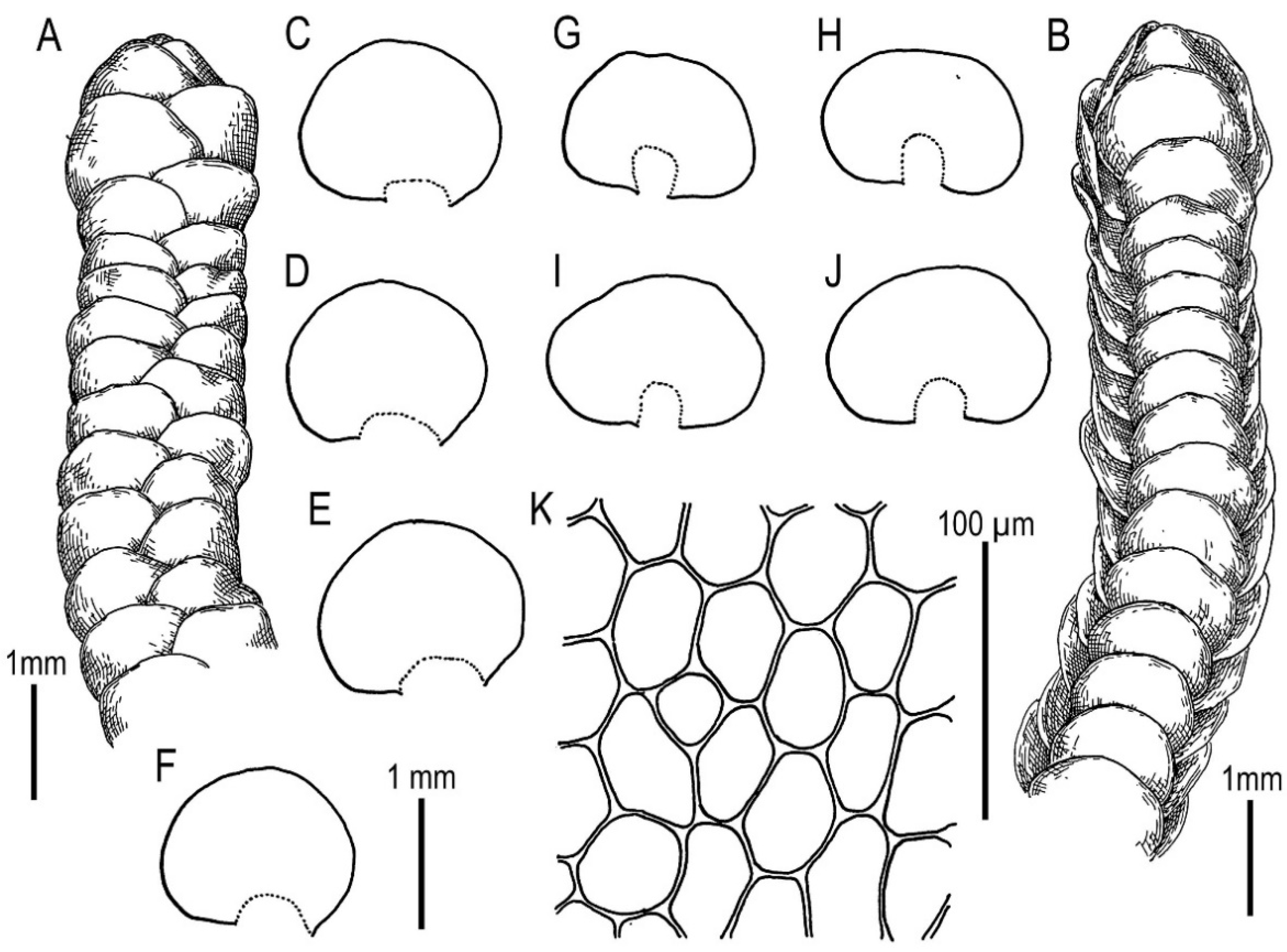 Plants 11 00983 g006 Plants 11 00983 g006