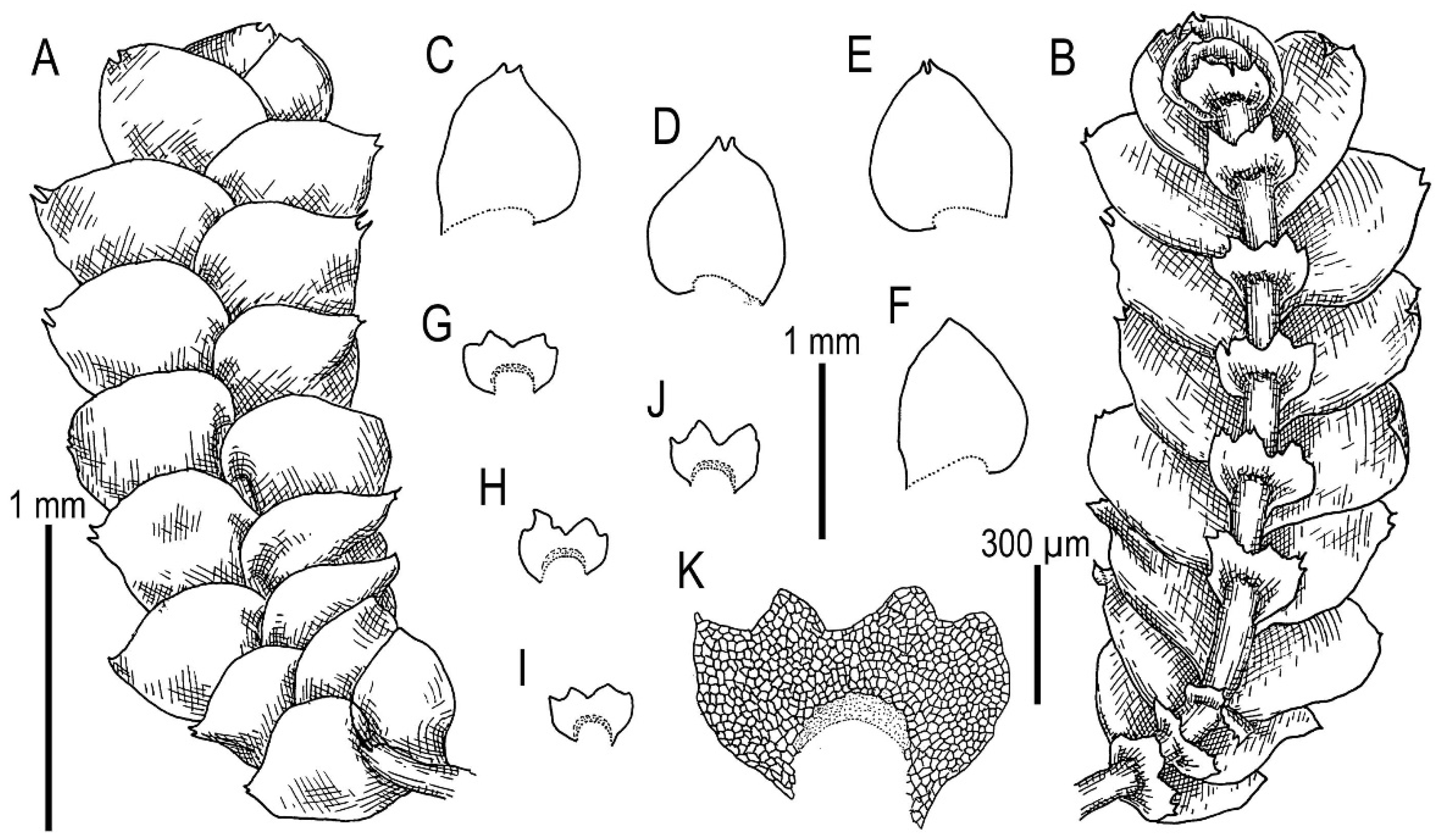 Plants 11 00983 g009 Plants 11 00983 g009
