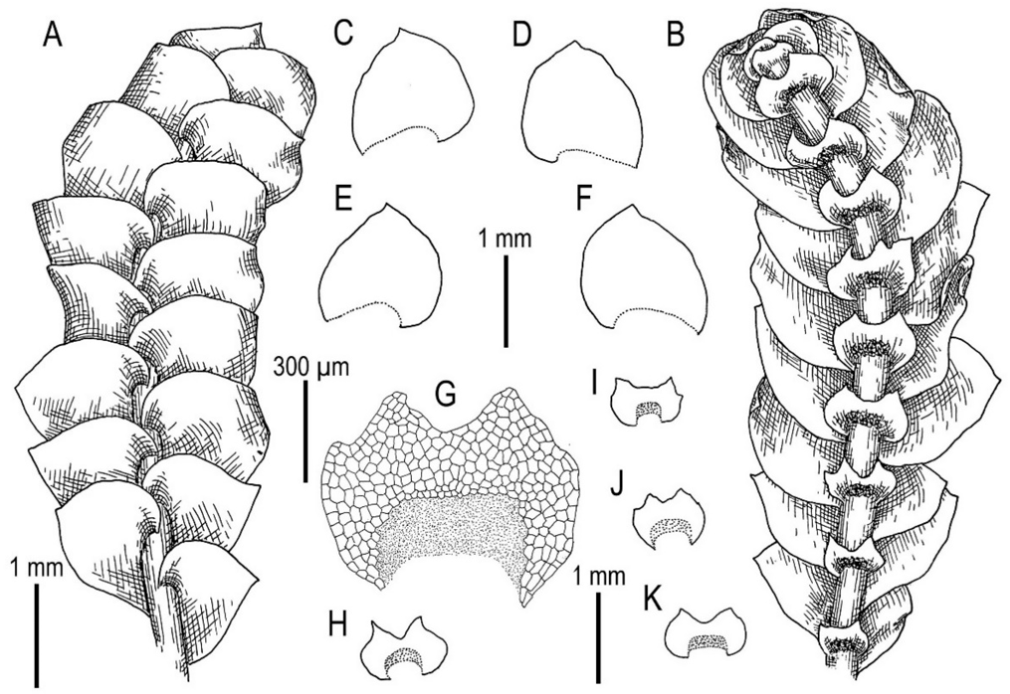 Plants 11 00983 g010 Plants 11 00983 g010