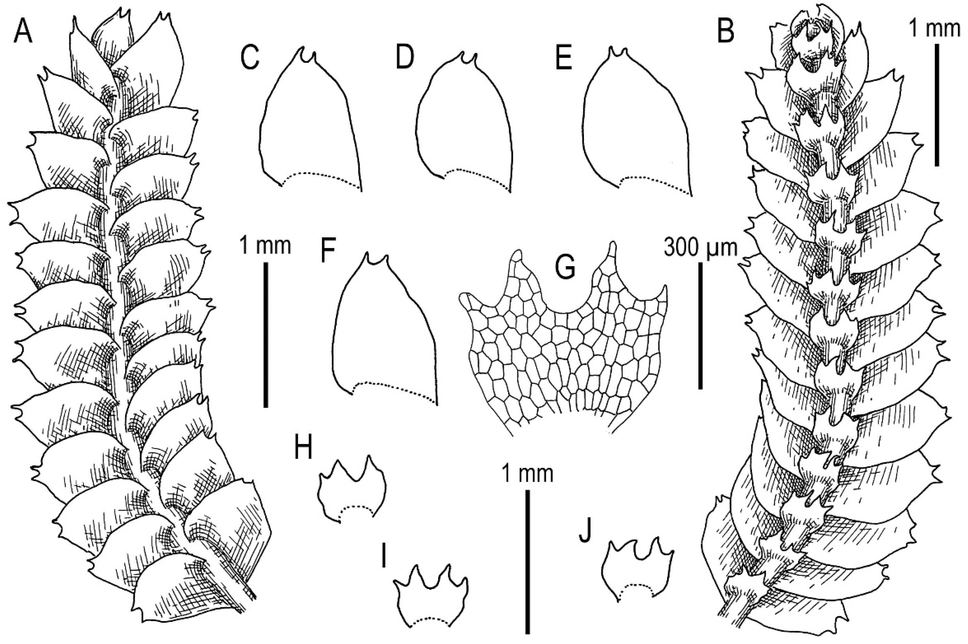 Plants 11 00983 g011 Plants 11 00983 g011