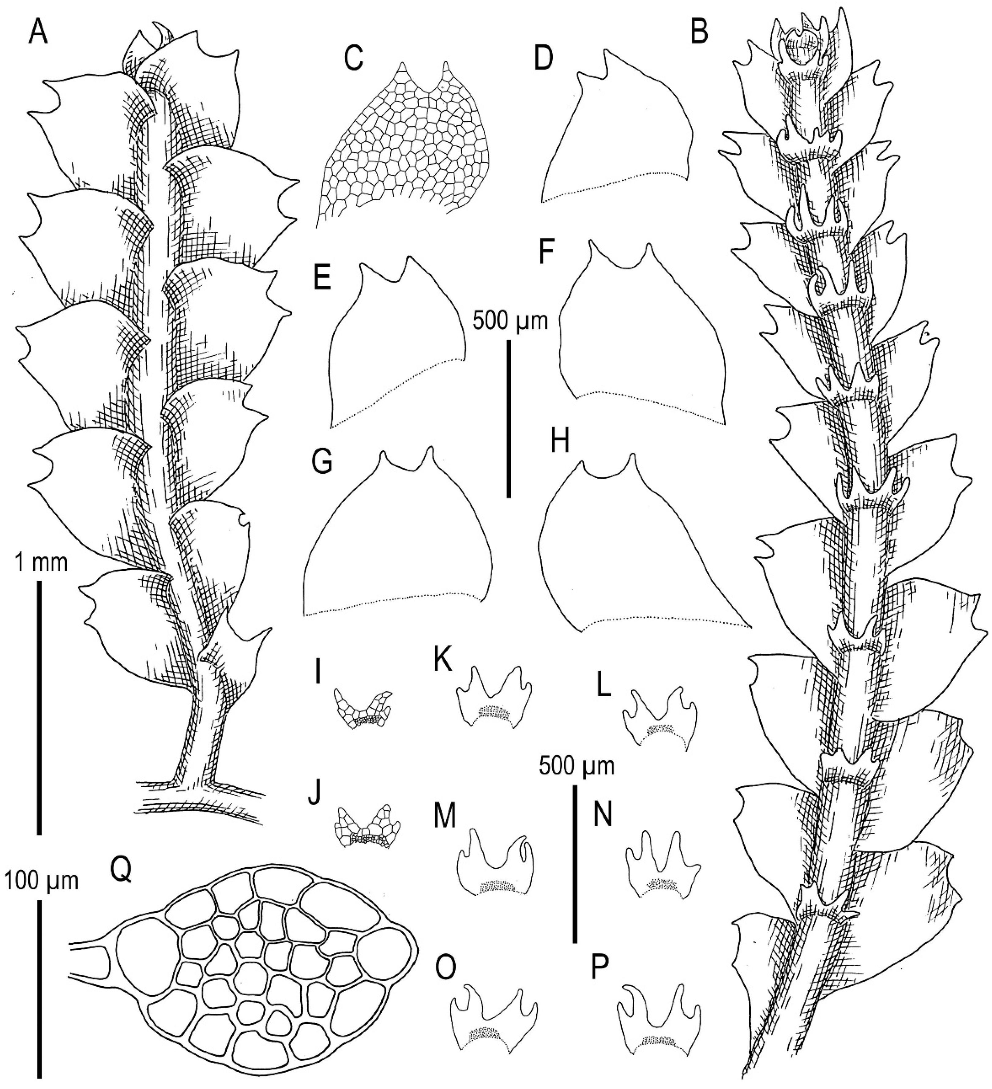 Plants 11 00983 g012 Plants 11 00983 g012