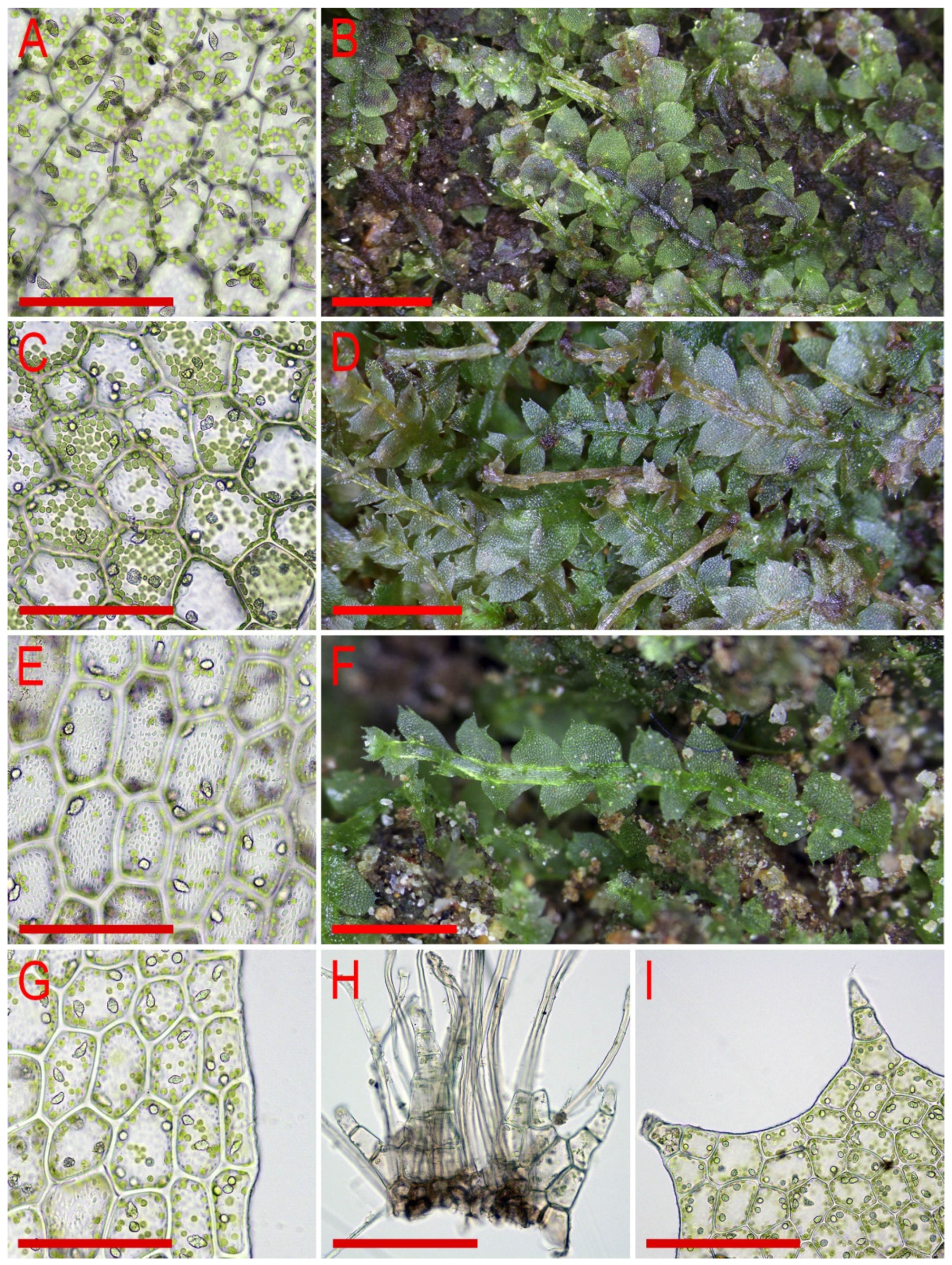 Plants 11 00983 g013 Plants 11 00983 g013