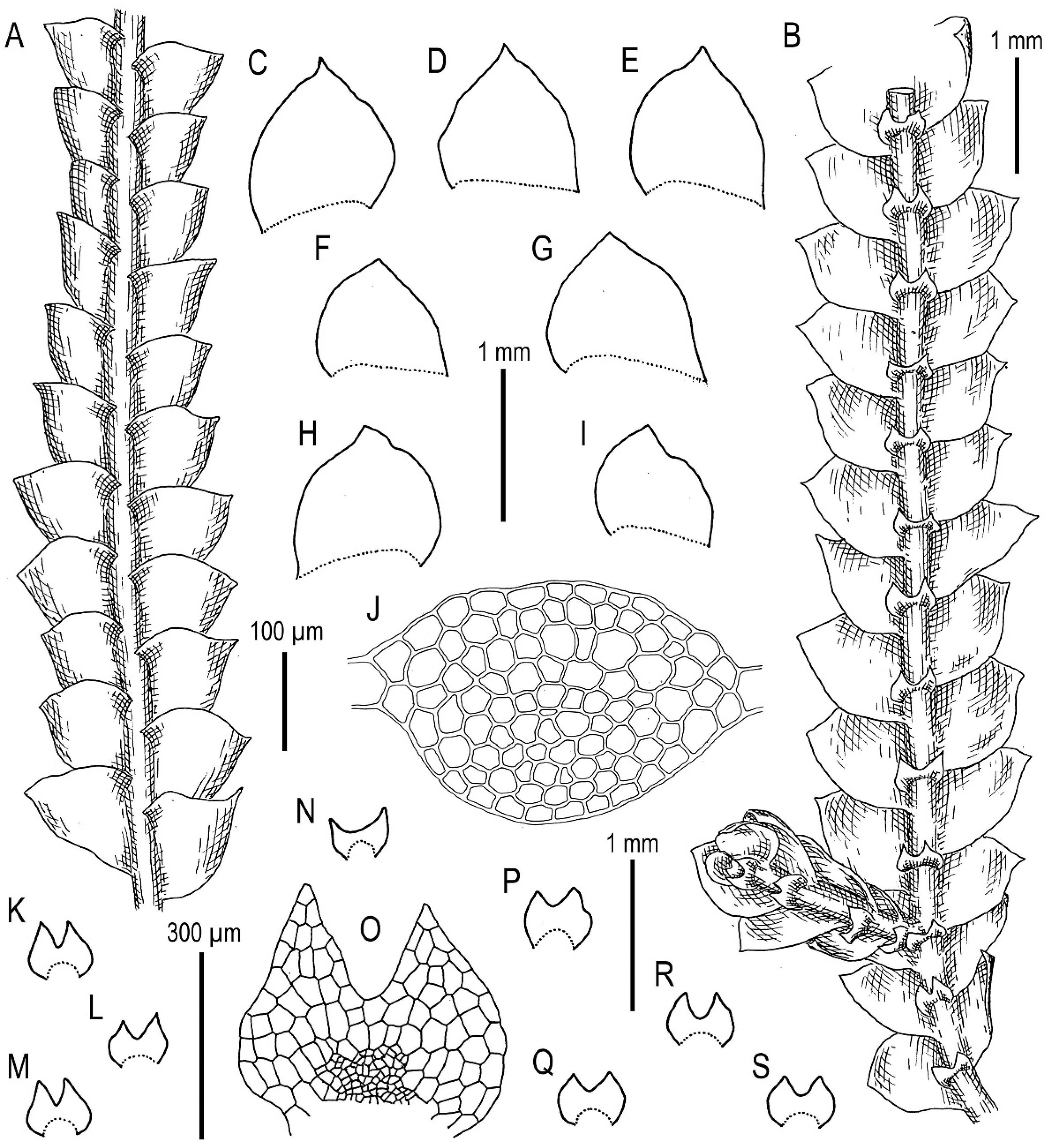 Plants 11 00983 g014 Plants 11 00983 g014