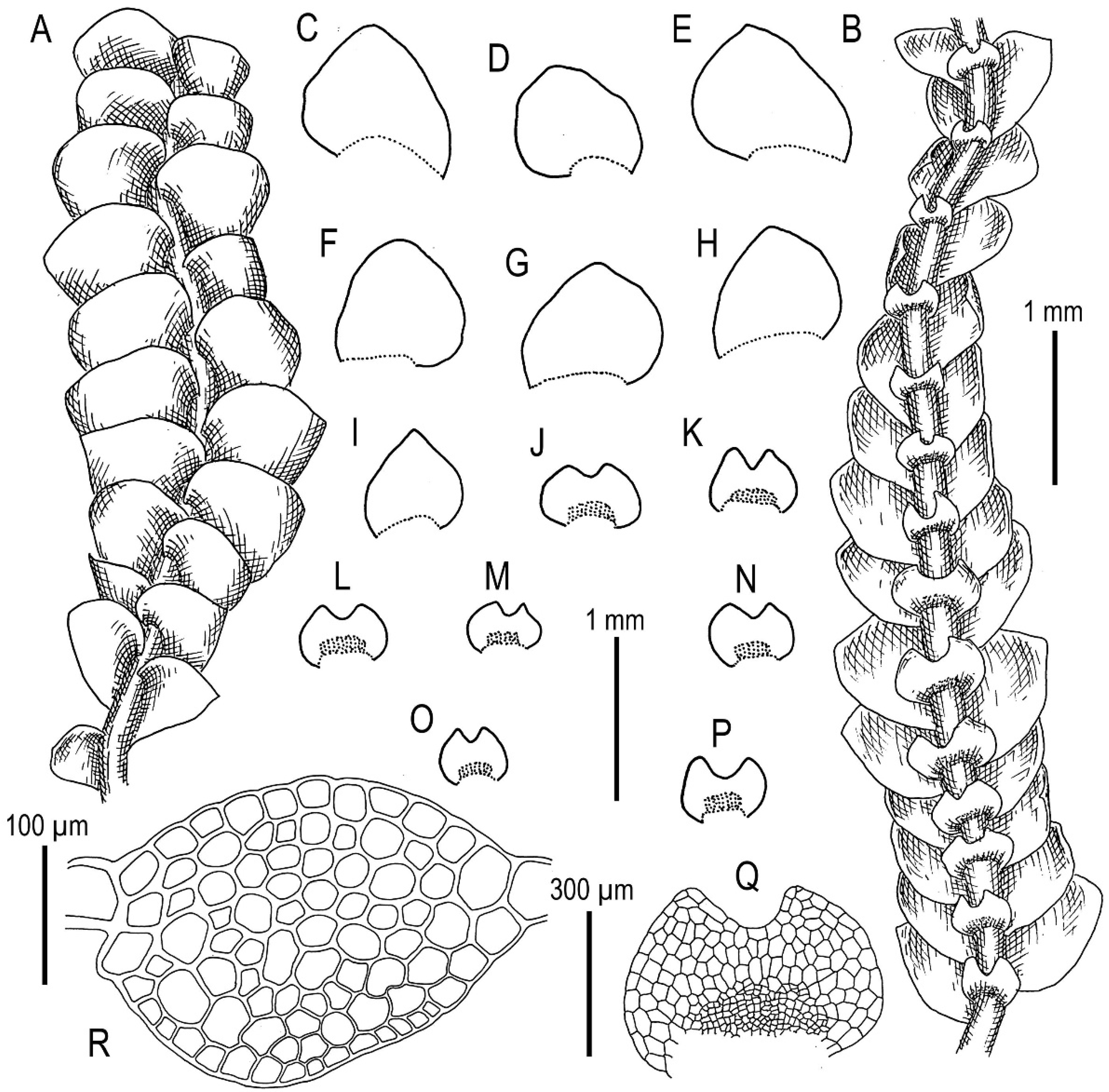 Plants 11 00983 g017 Plants 11 00983 g017
