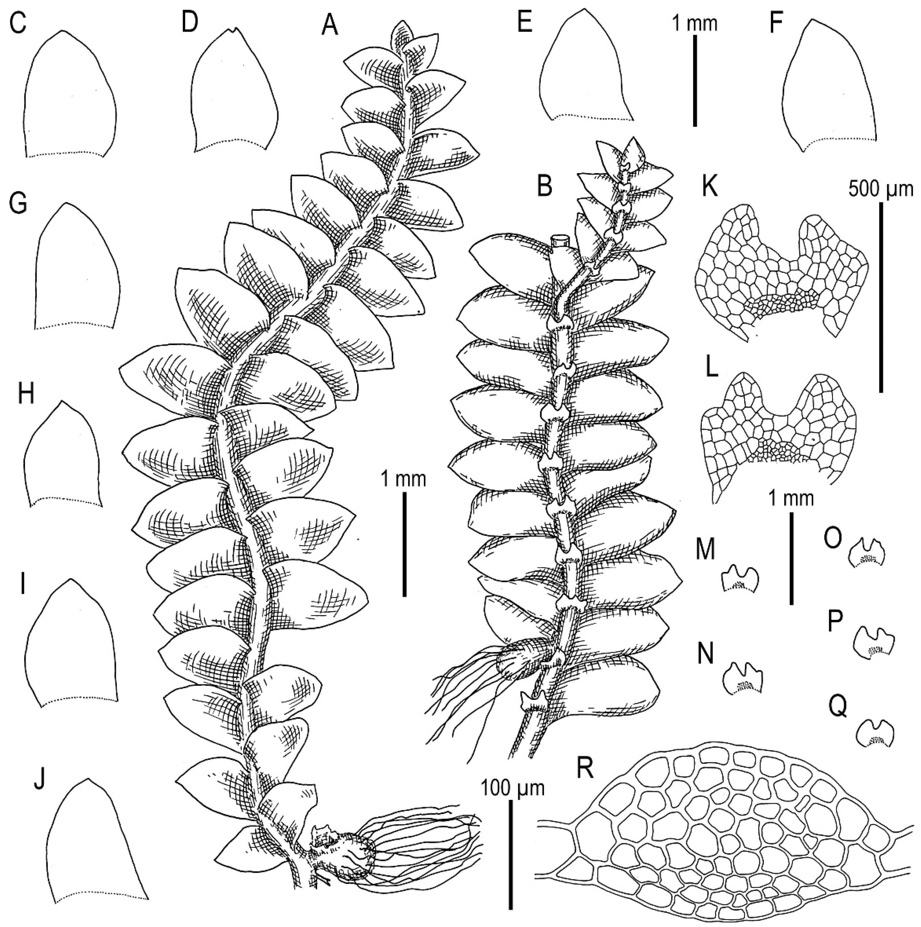 Plants 11 00983 g018 Plants 11 00983 g018