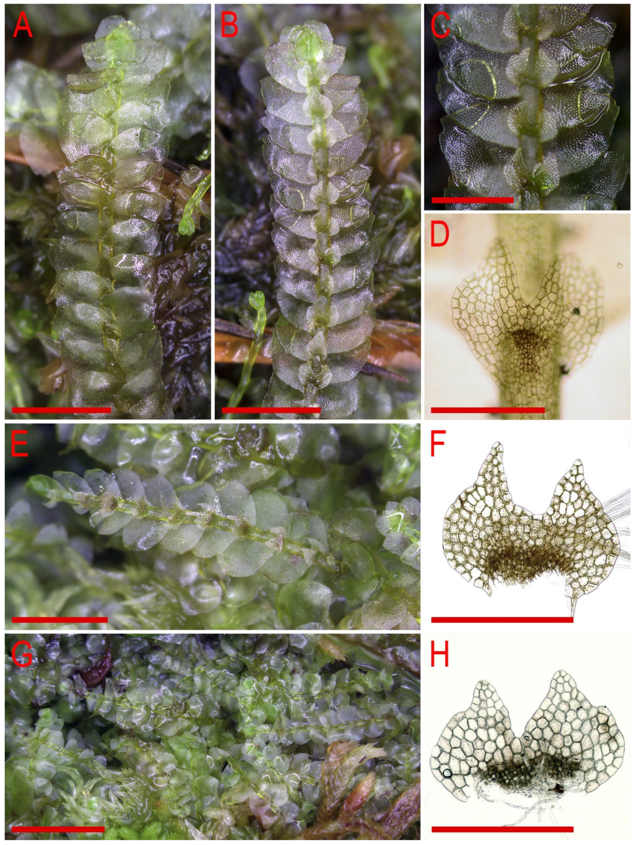 Plants 11 00983 g020 Plants 11 00983 g020