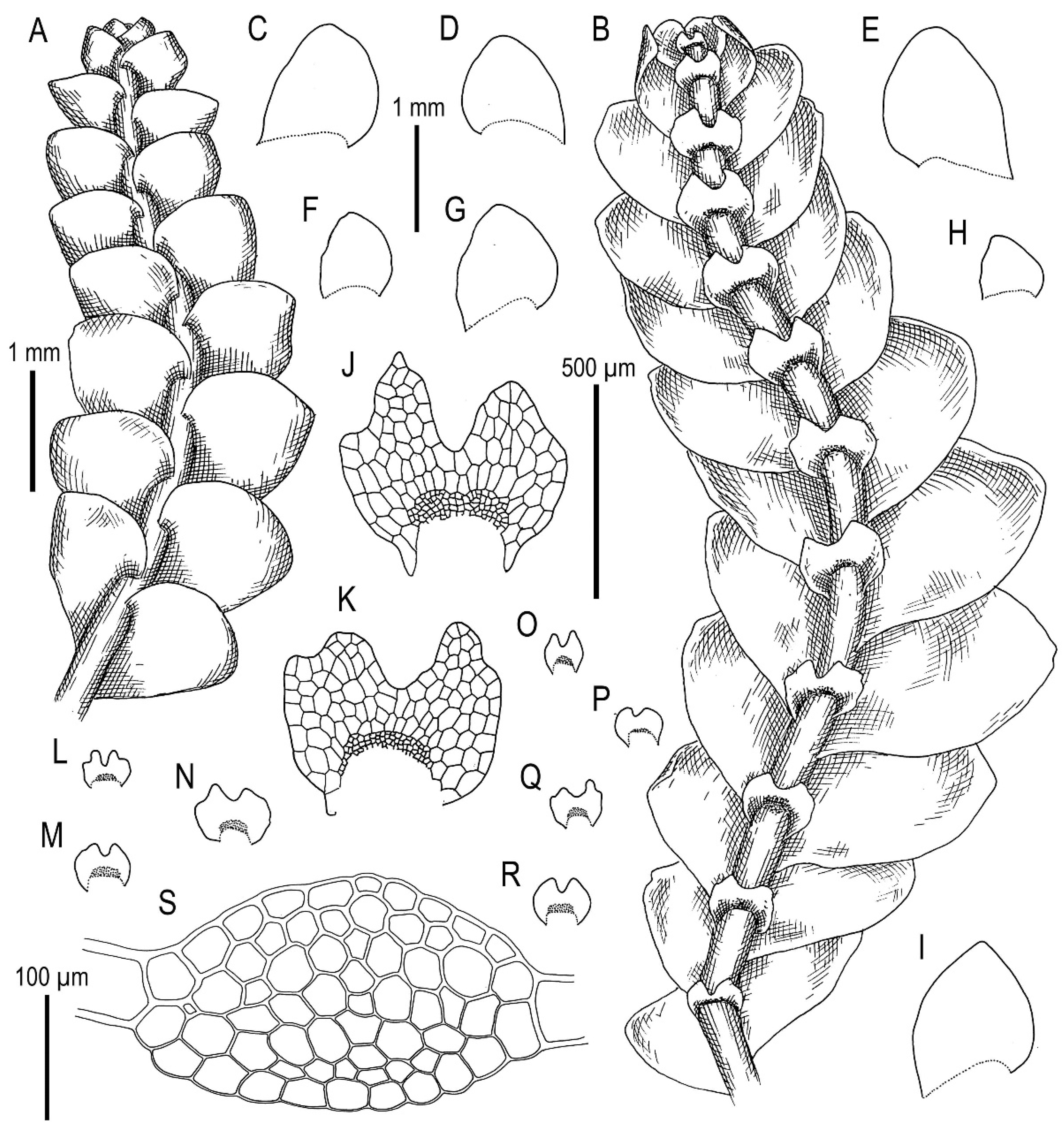 Plants 11 00983 g022 Plants 11 00983 g022