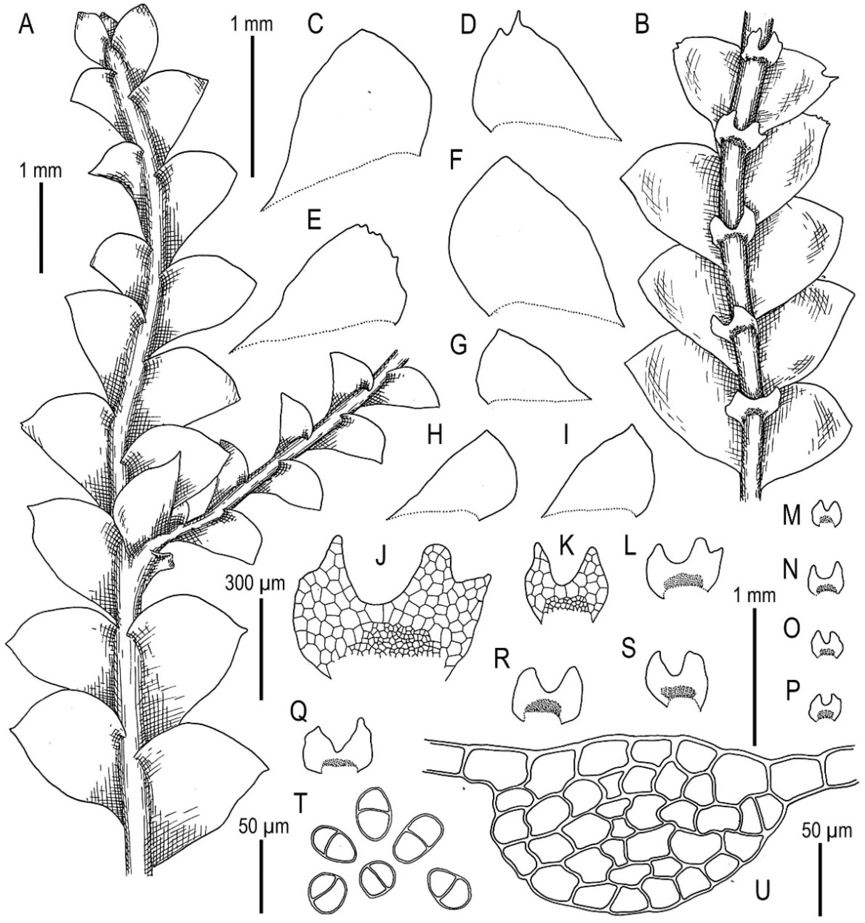 Plants 11 00983 g023 Plants 11 00983 g023