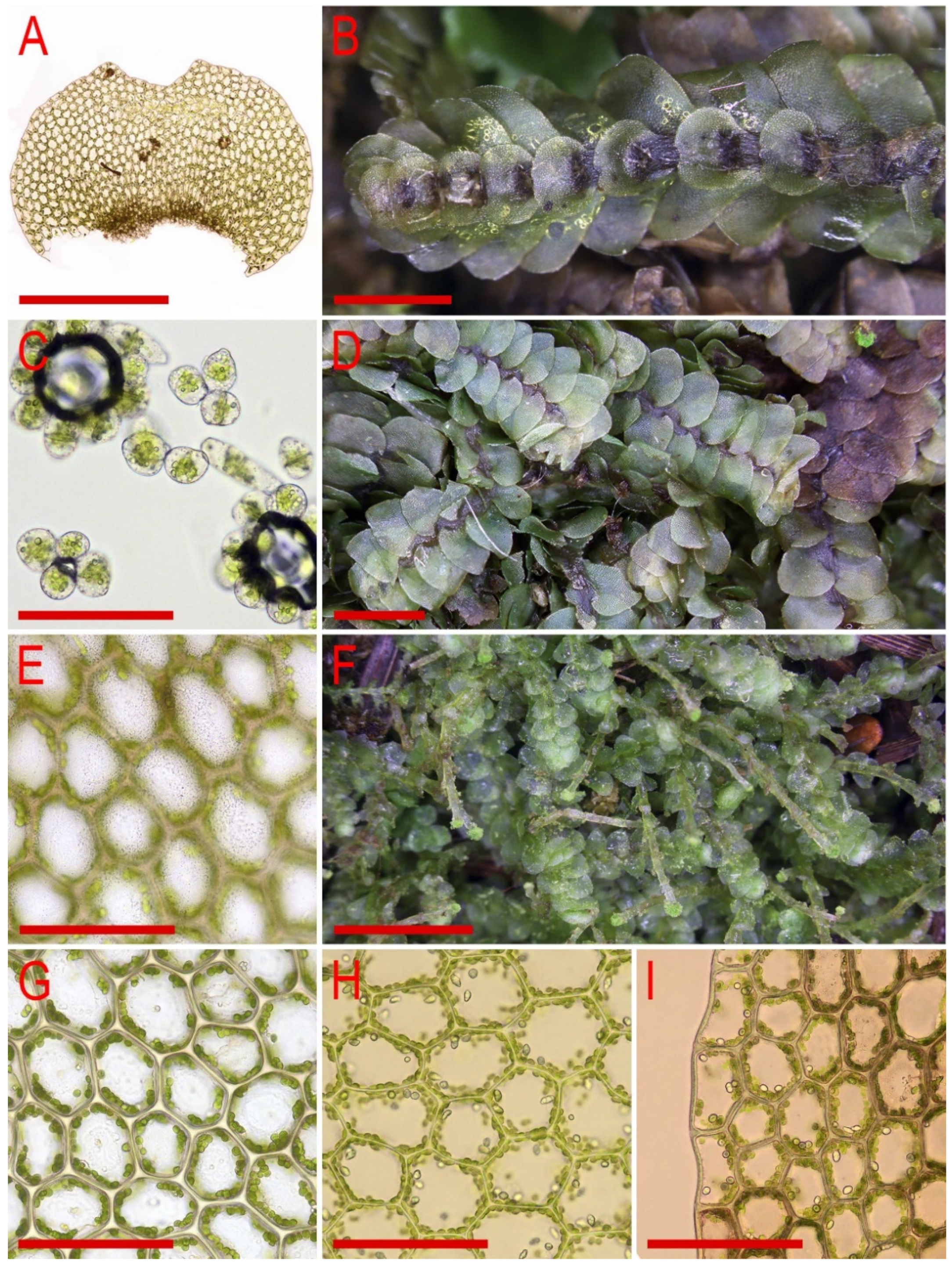 Plants 11 00983 g025 Plants 11 00983 g025