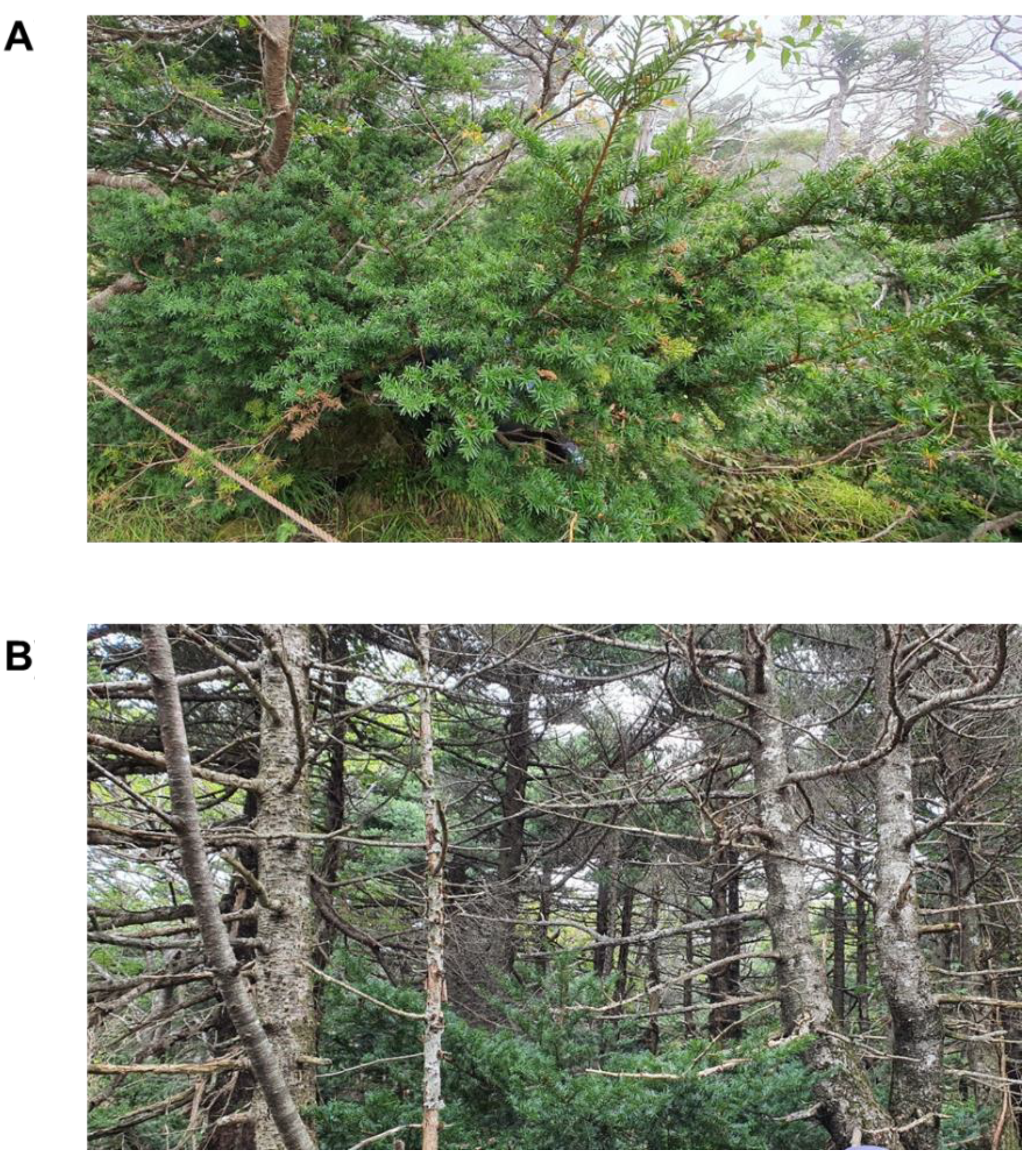 Plants 11 00990 g008