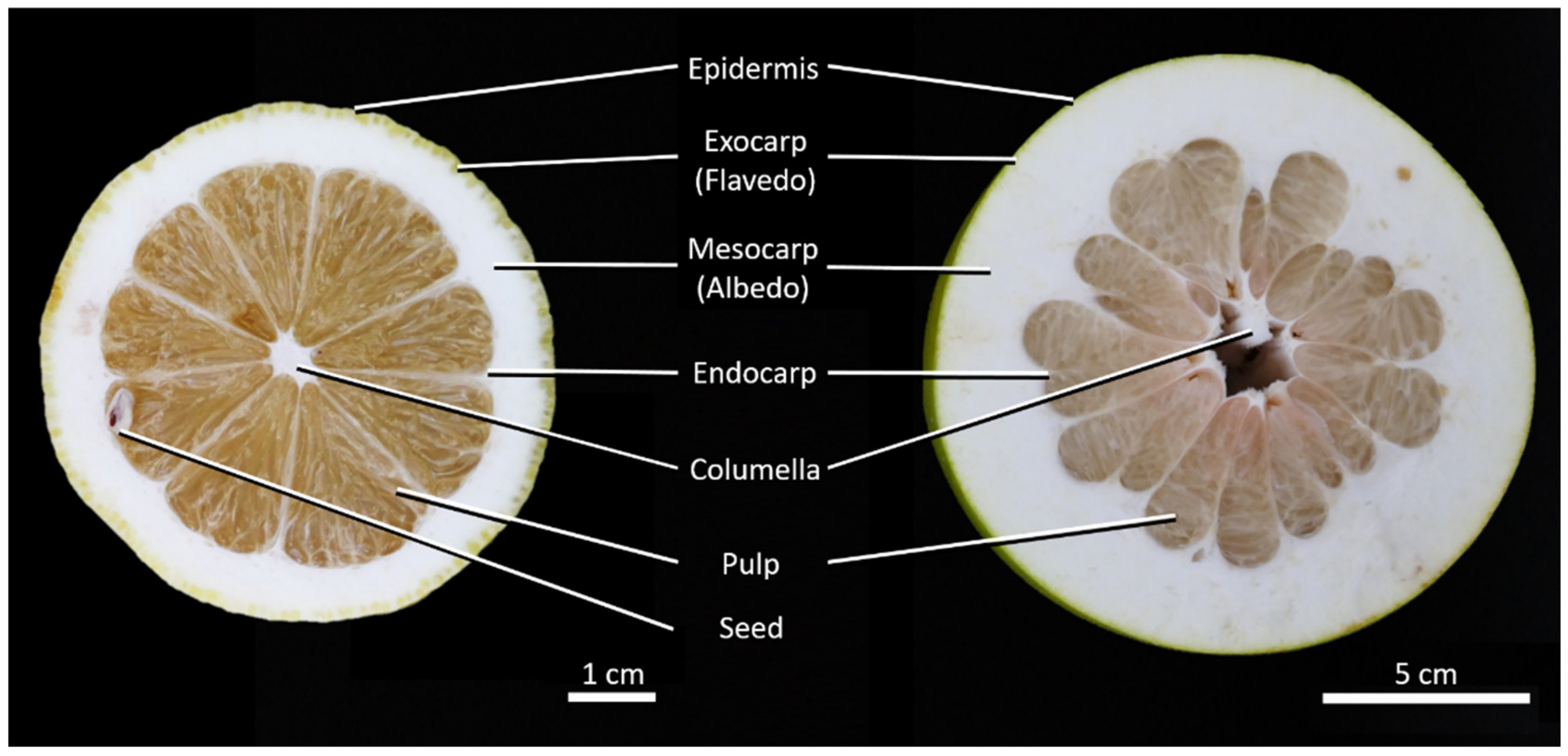 Plants 11 00991 g001 550