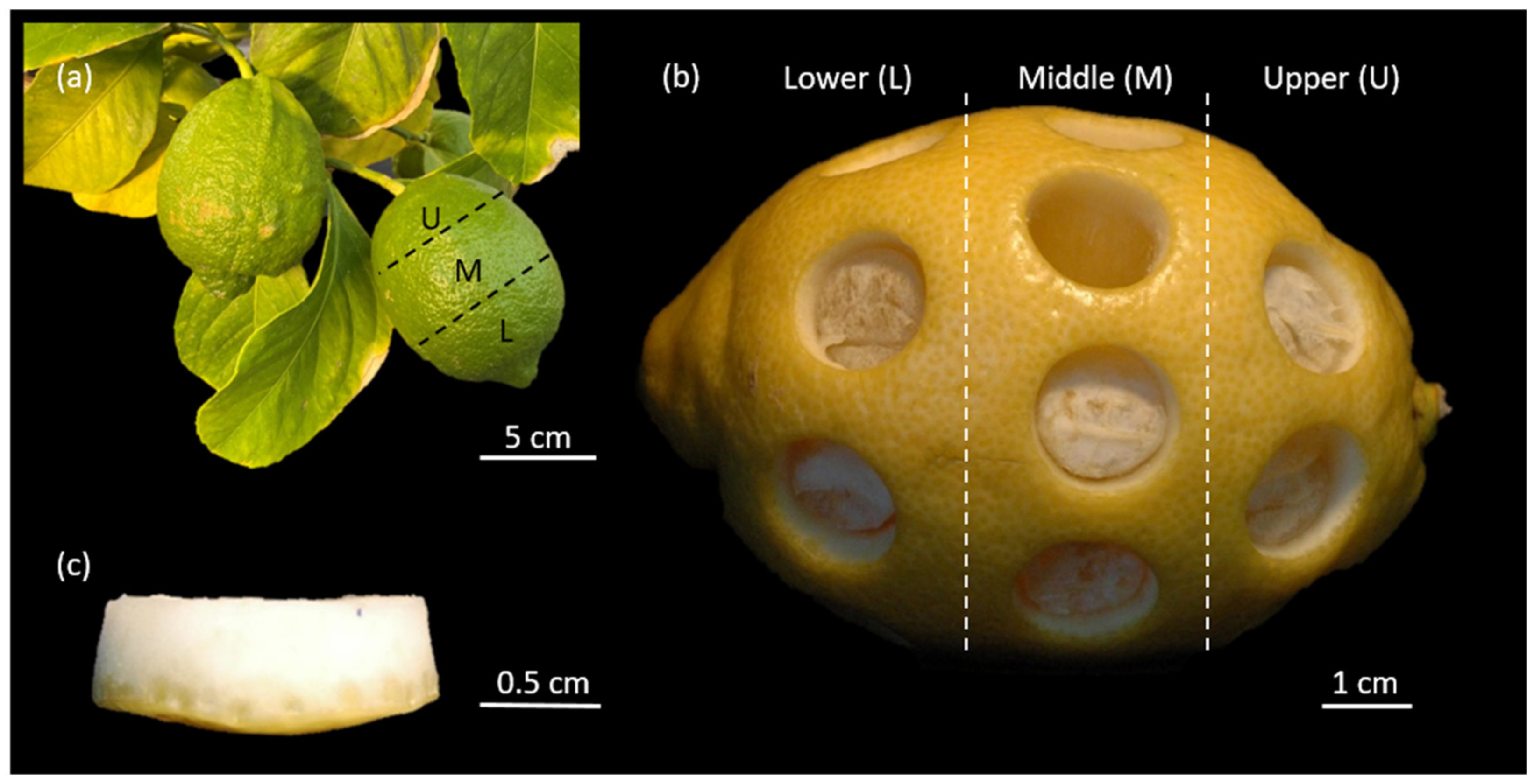 Plants 11 00991 g002 550