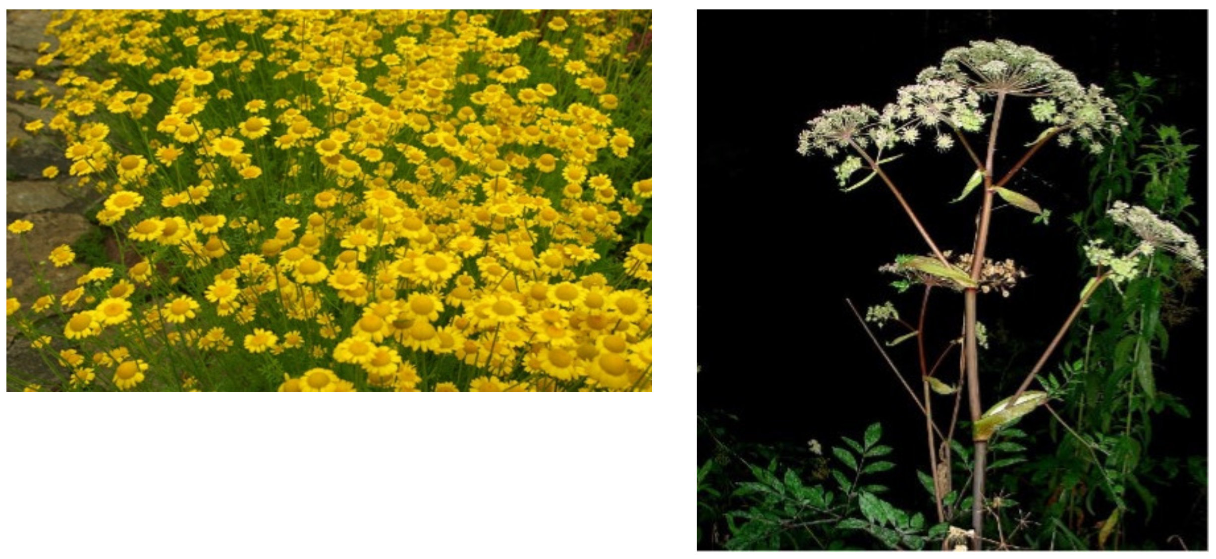 Plants 11 00994 g001 Plants 11 00994 g001