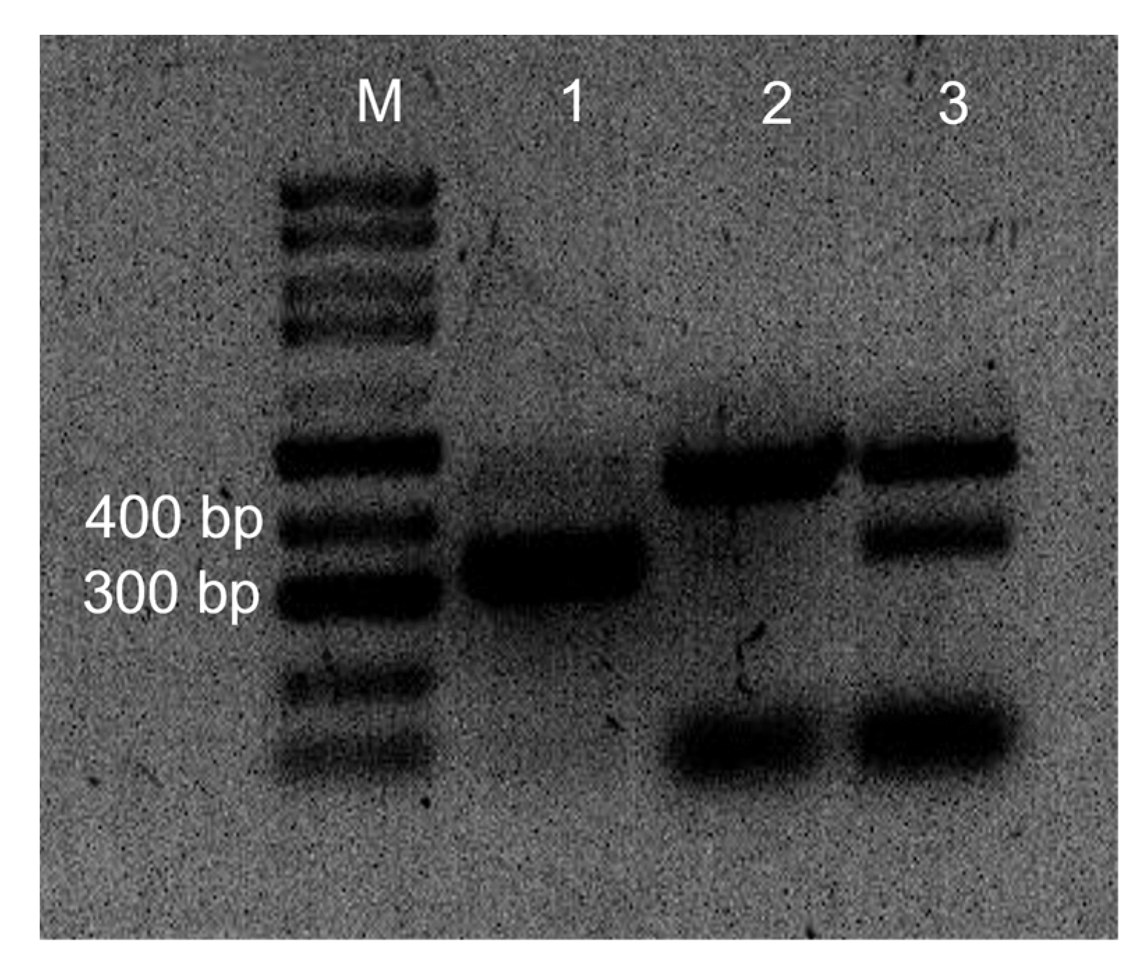 Plants 11 00996 g002