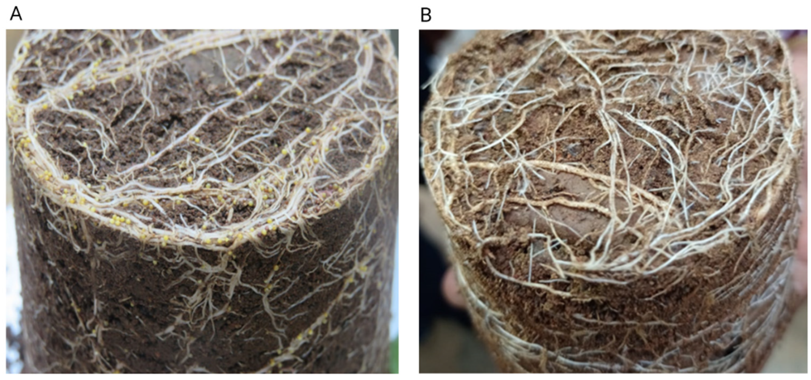 Plants 11 01008 g001