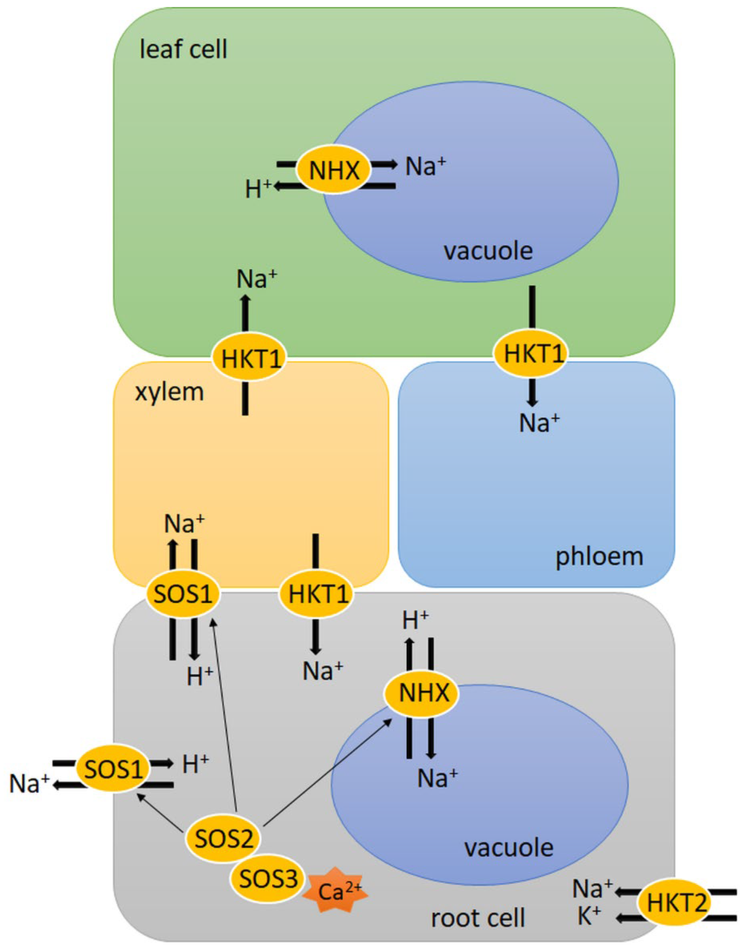Plants 11 01009 g001 Plants 11 01009 g001