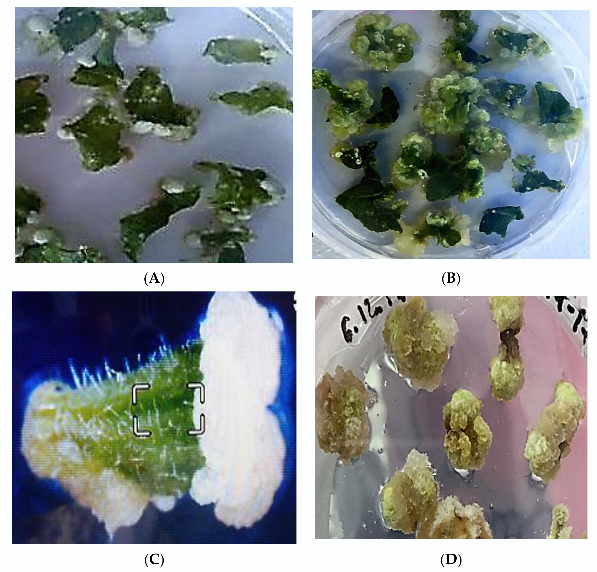 Plants 11 01020 g001a Plants 11 01020 g001a