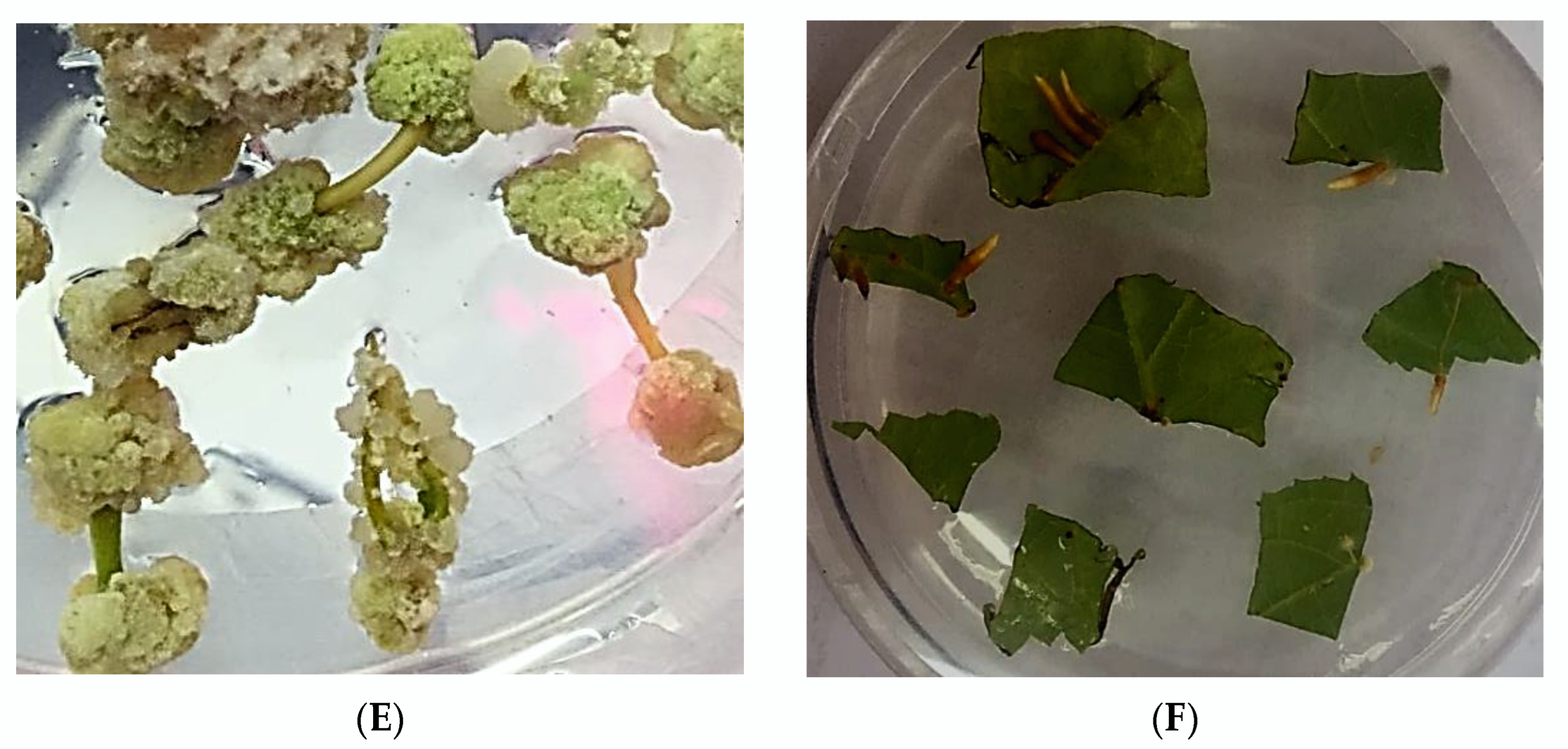 Plants 11 01020 g001b Plants 11 01020 g001b