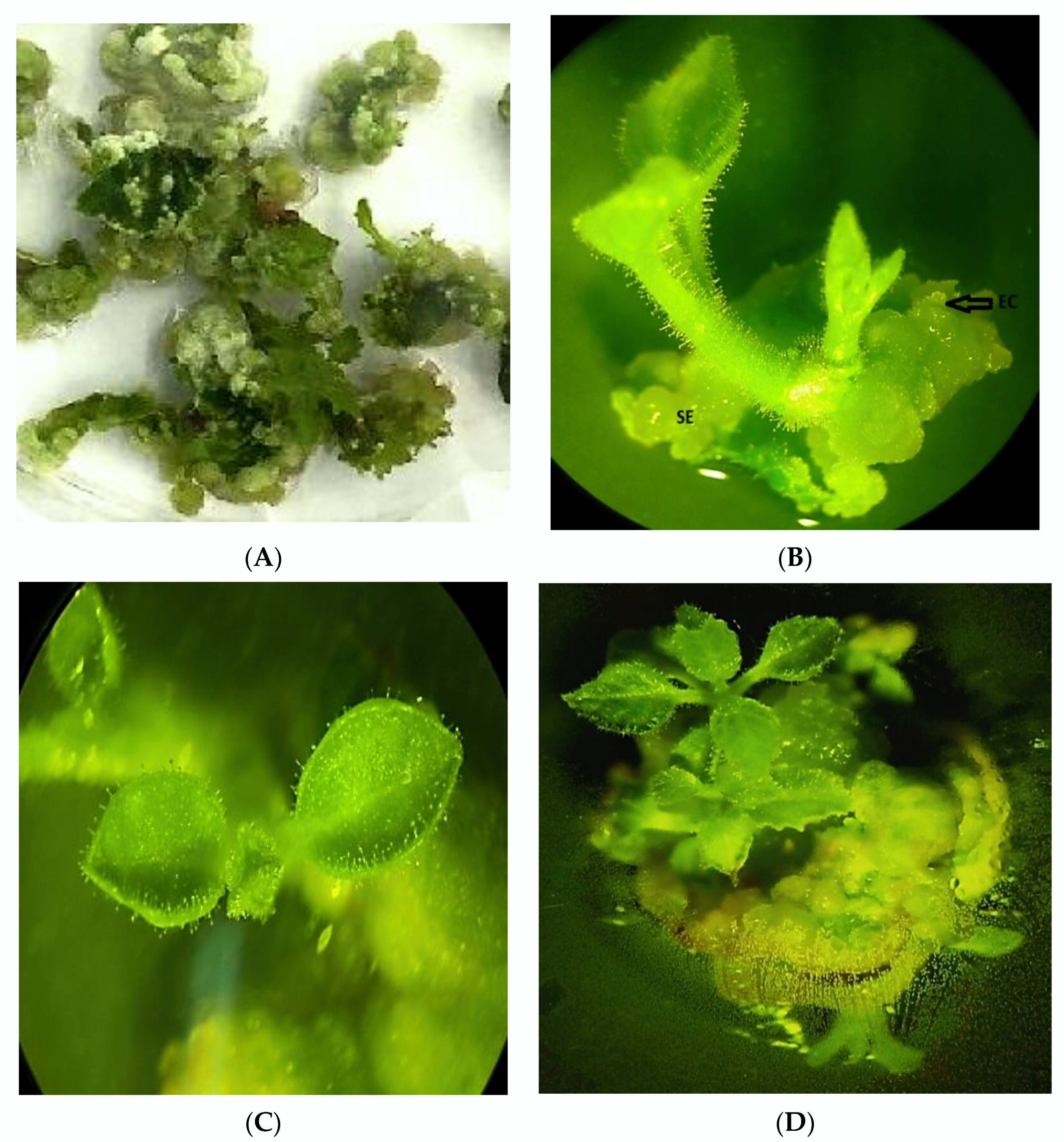 Plants 11 01020 g002 Plants 11 01020 g002