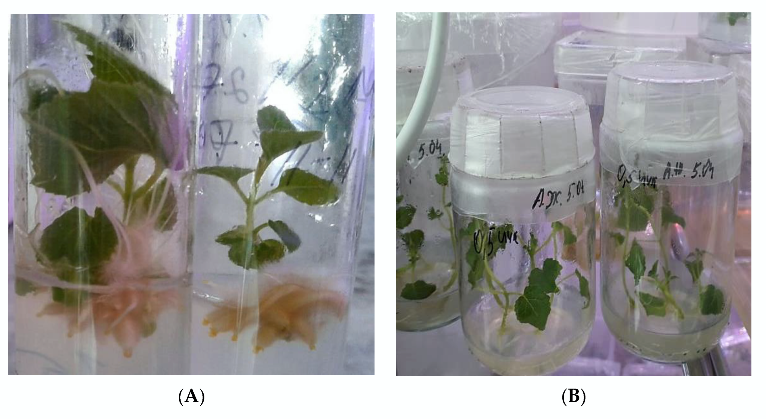 Plants 11 01020 g004a Plants 11 01020 g004a