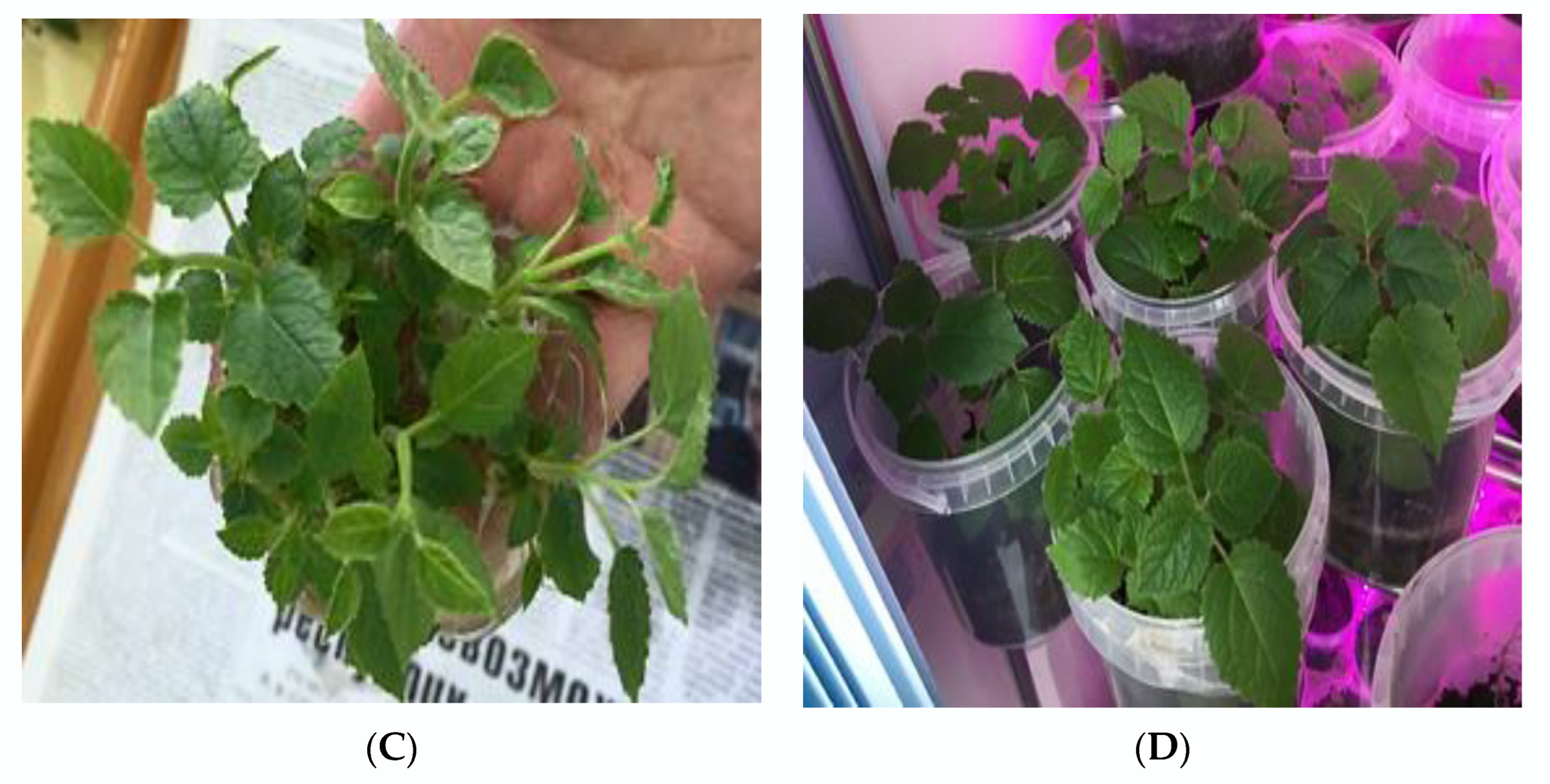 Plants 11 01020 g004b Plants 11 01020 g004b