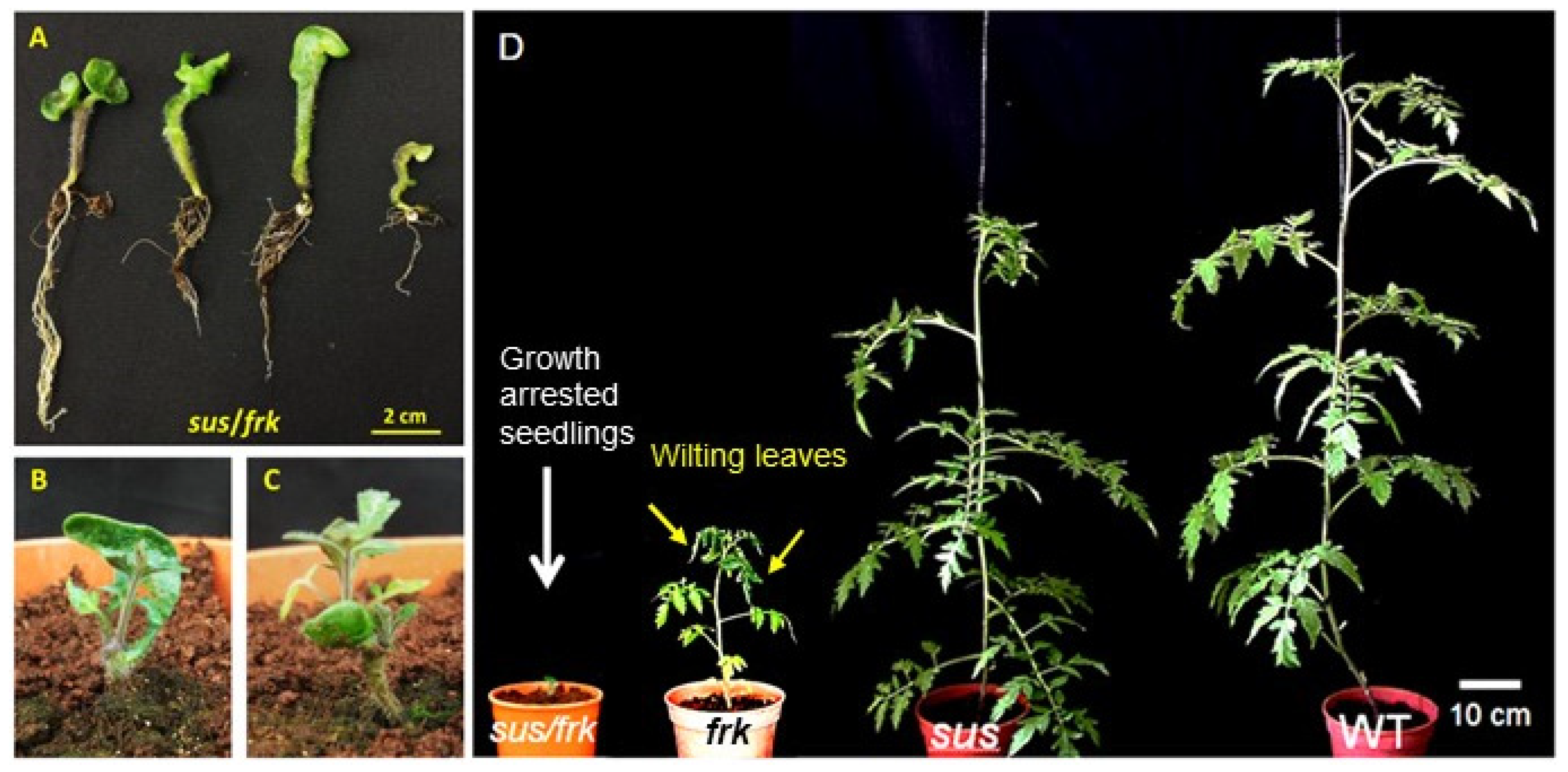 Plants 11 01035 g001