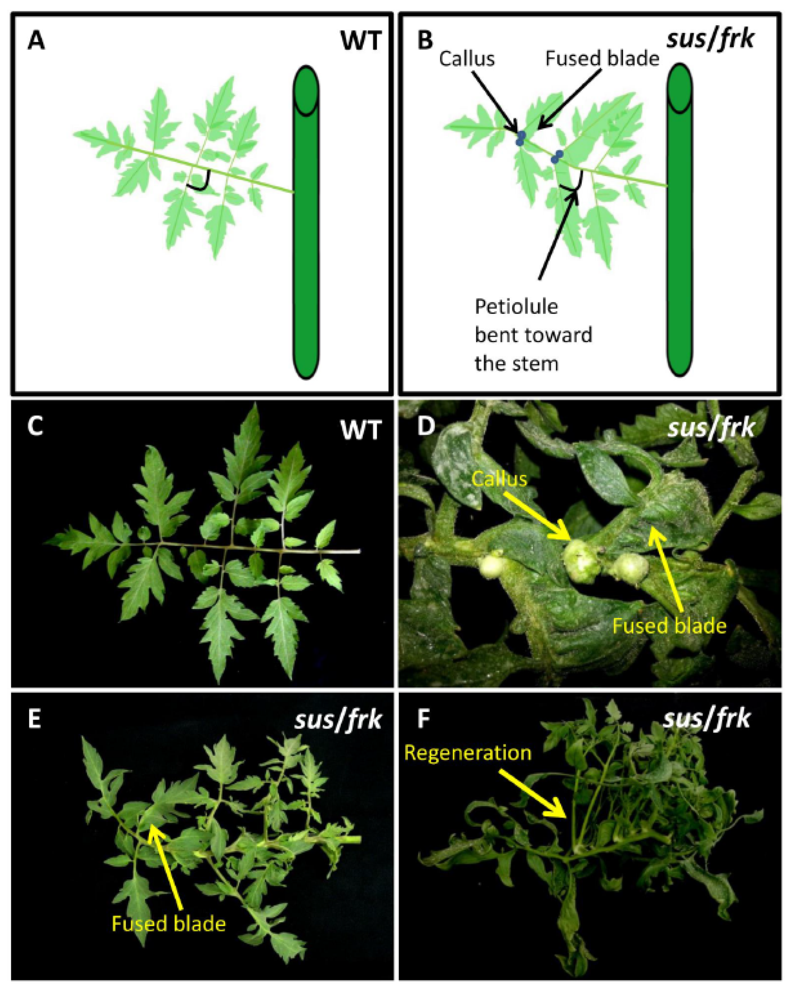 Plants 11 01035 g005
