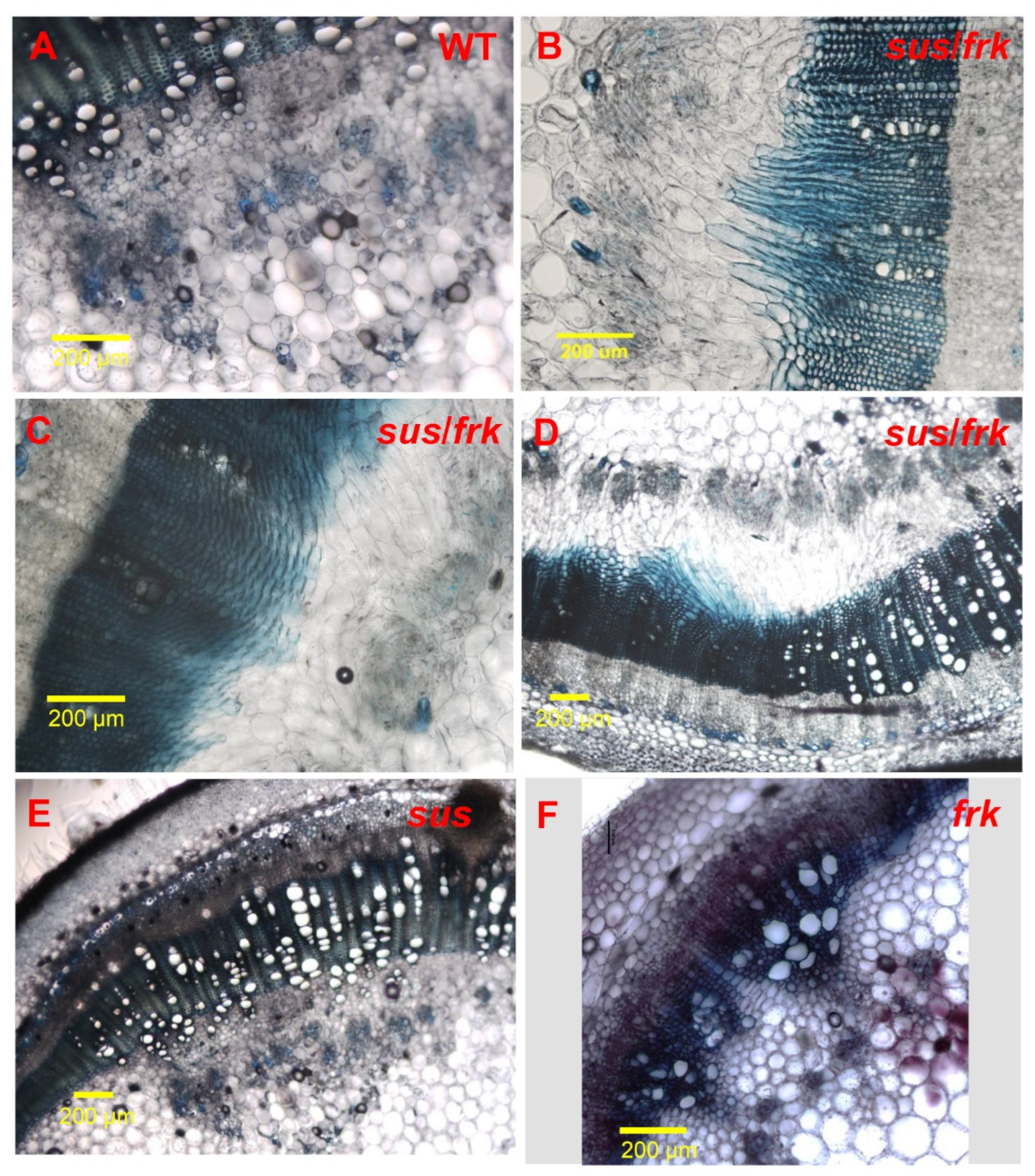 Plants 11 01035 g008