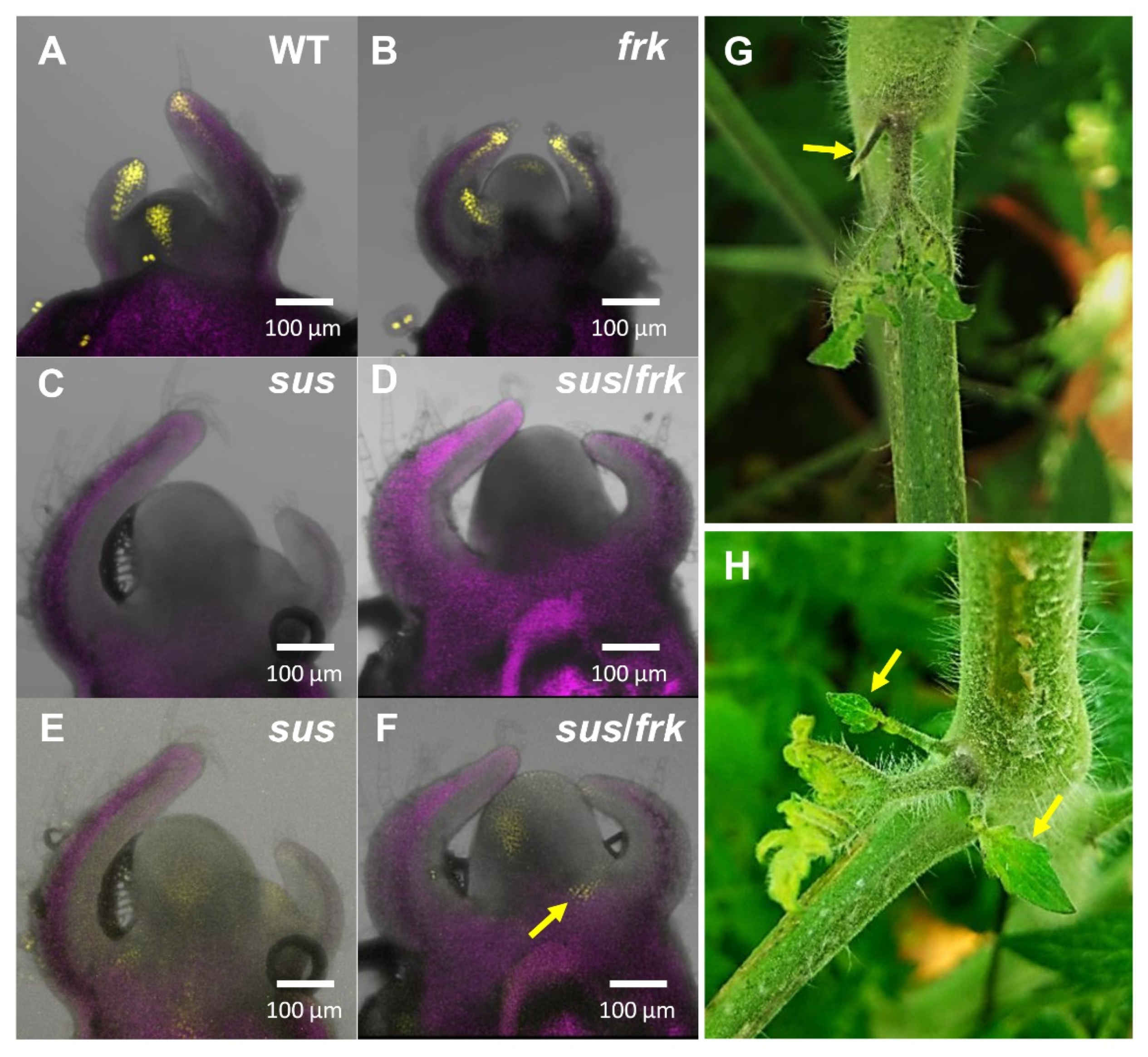 Plants 11 01035 g010