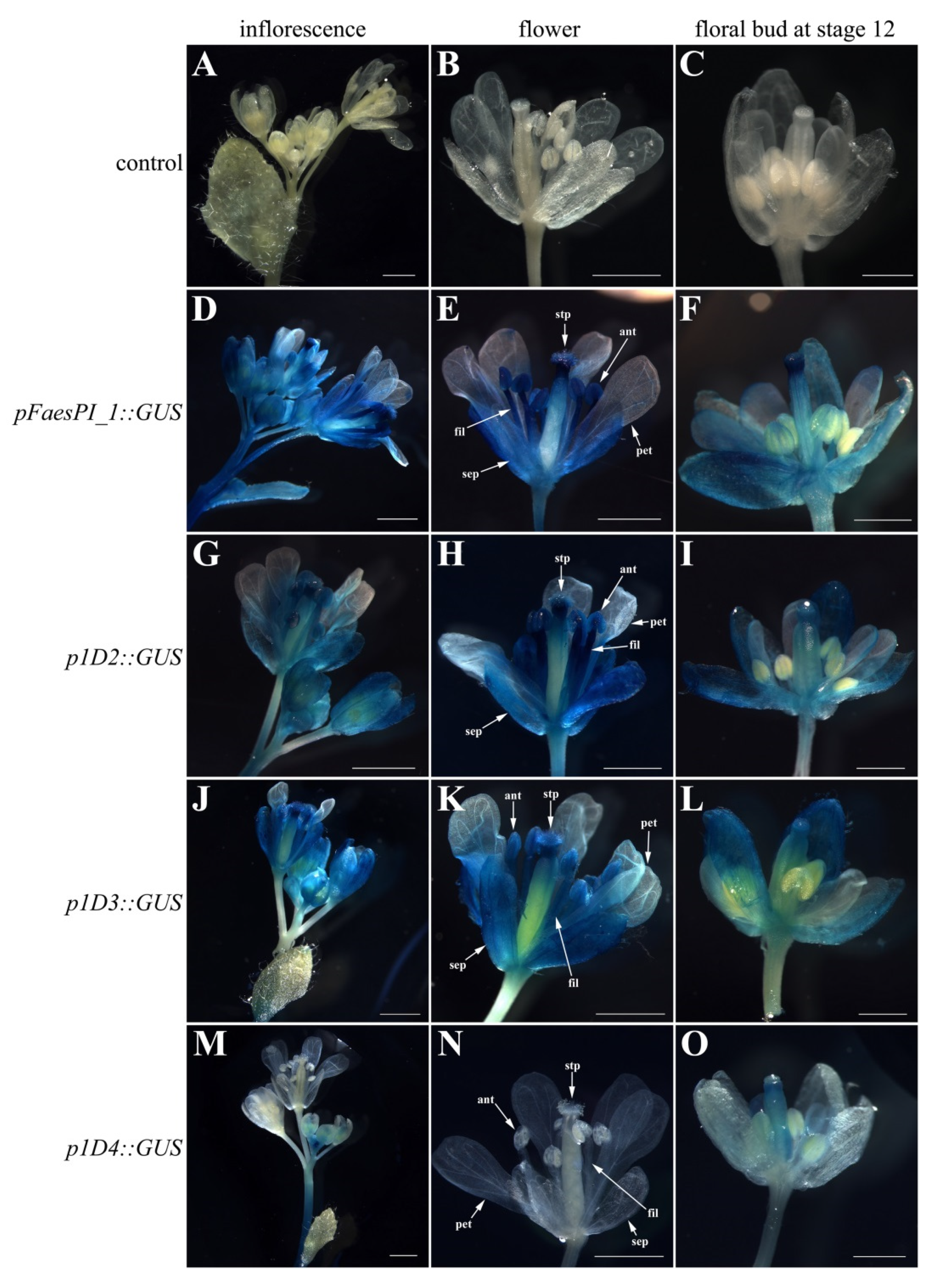 Plants 11 01047 g006 Plants 11 01047 g006