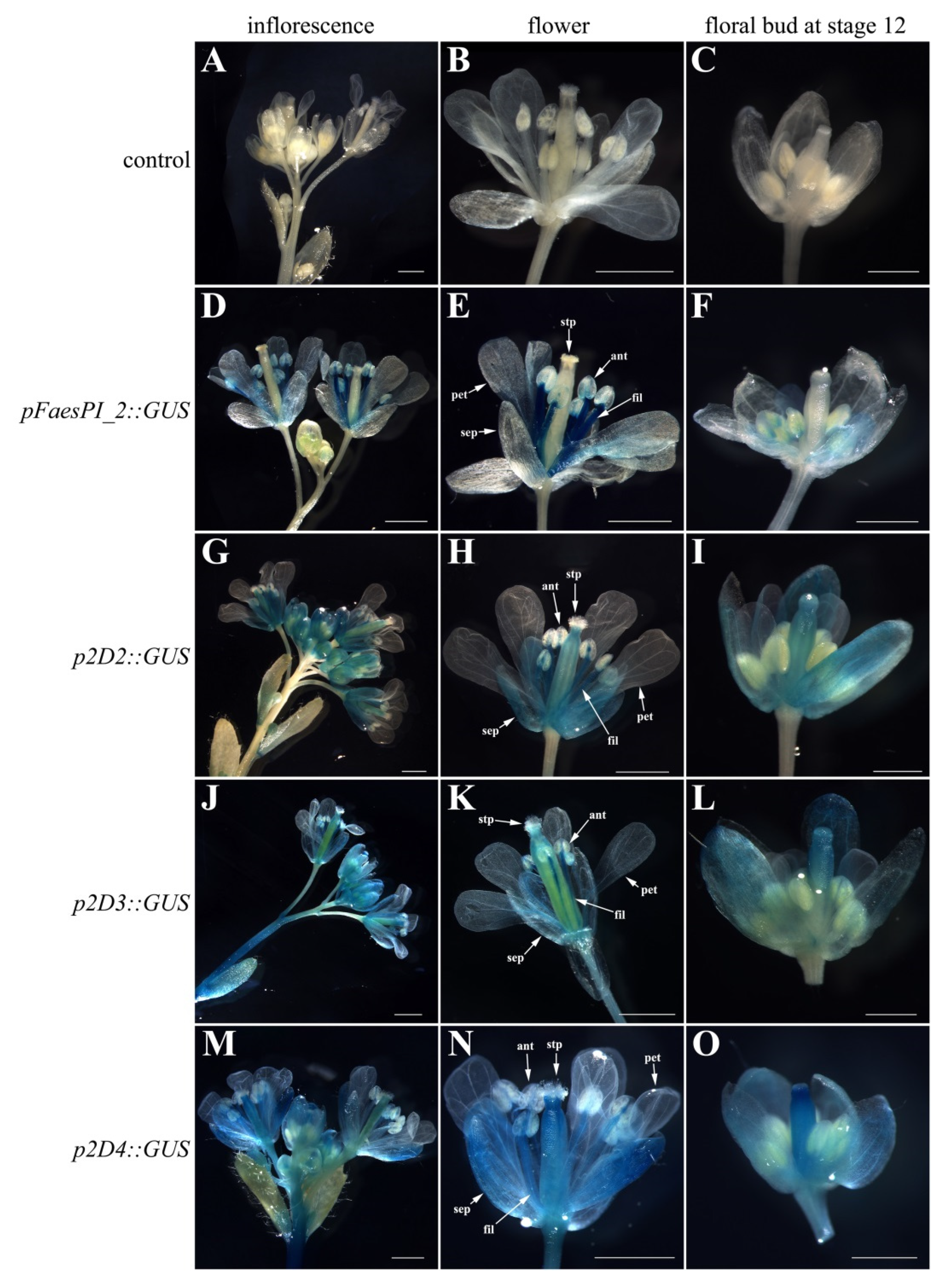 Plants 11 01047 g007 Plants 11 01047 g007