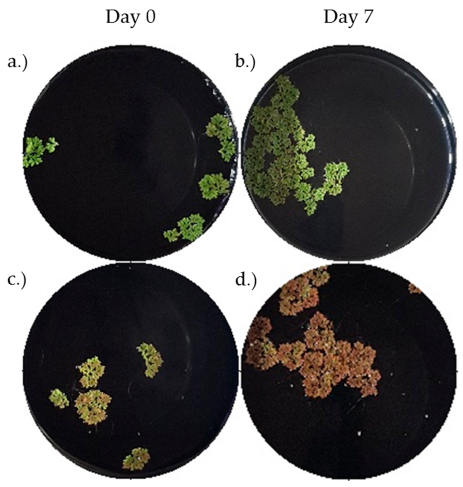 Plants 11 01048 g003