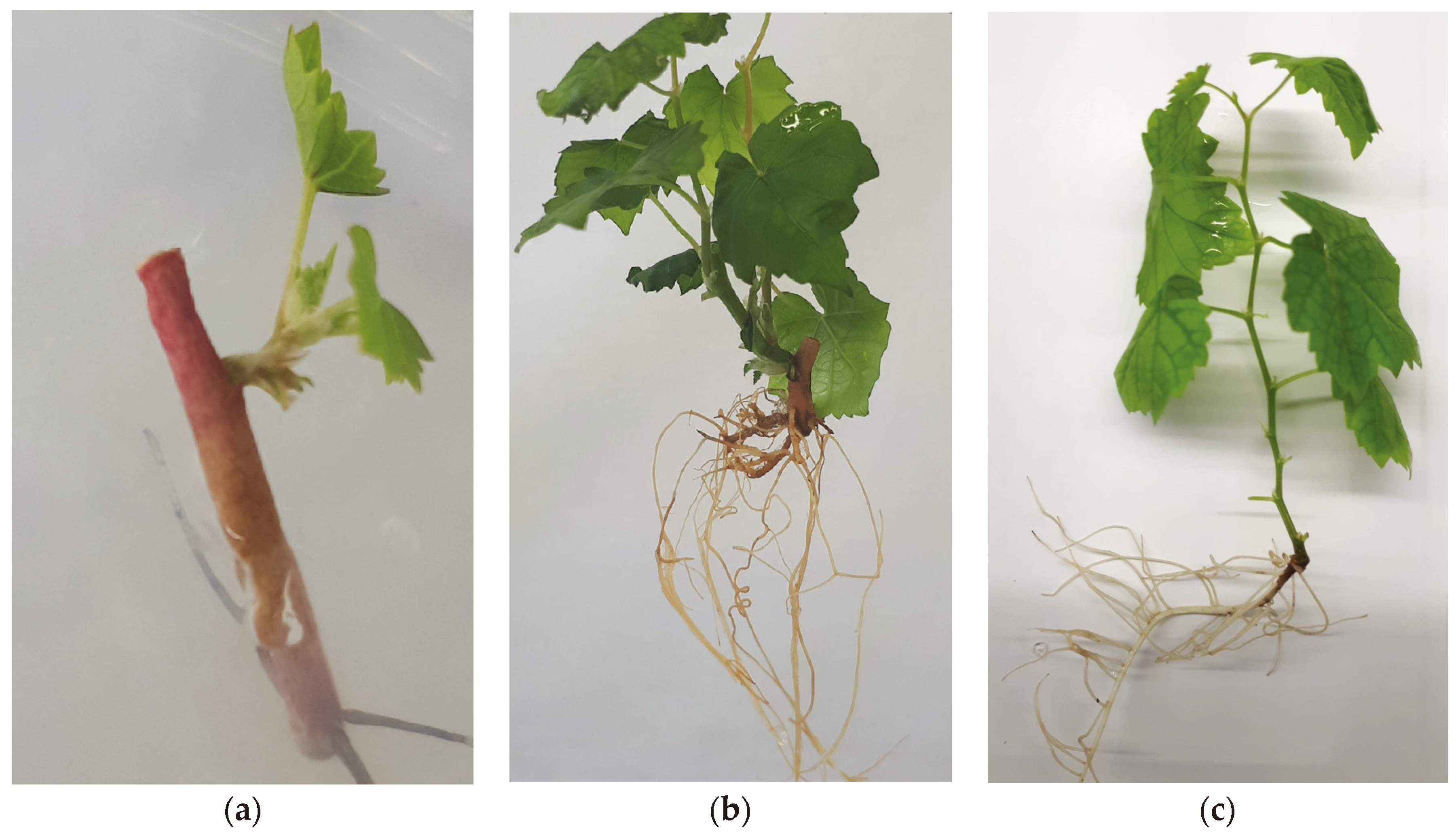 Plants 11 01064 g001