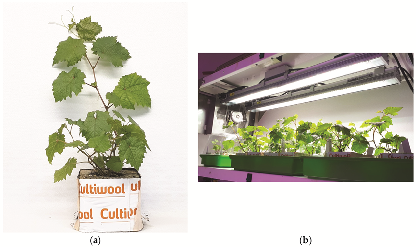 Plants 11 01064 g003