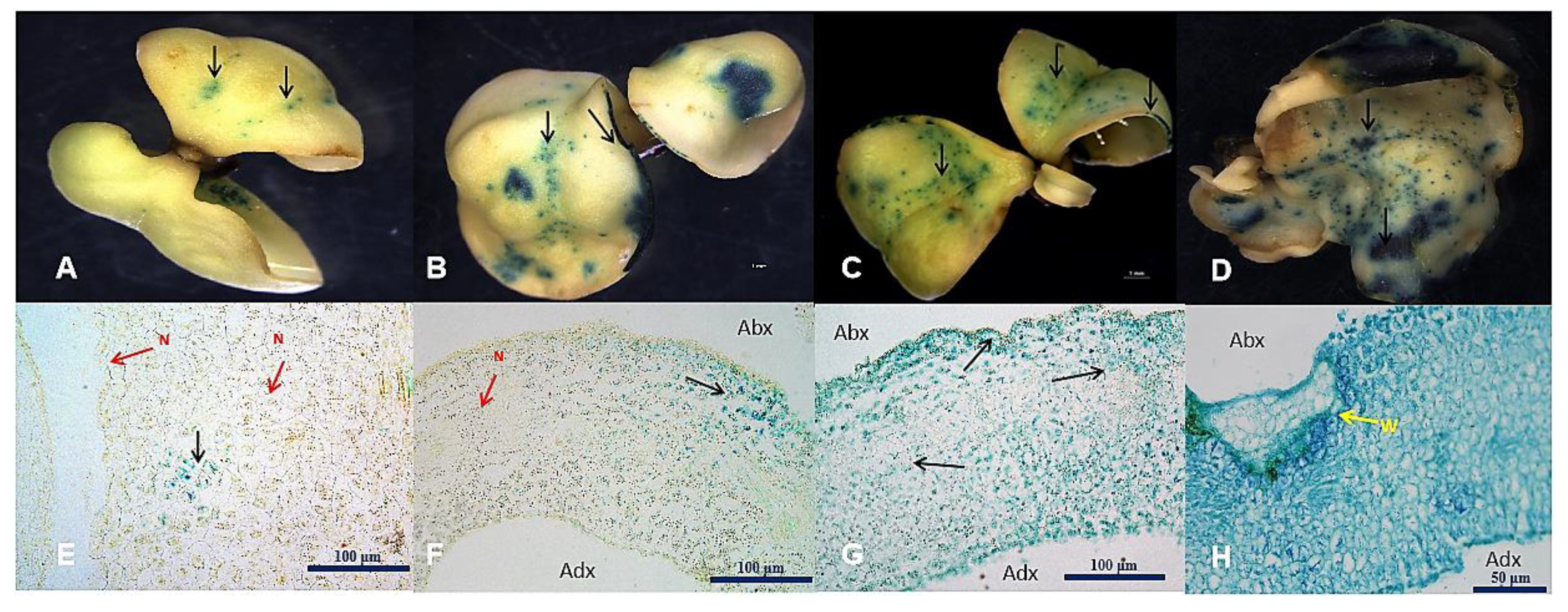 Plants 11 01067 g003 550
