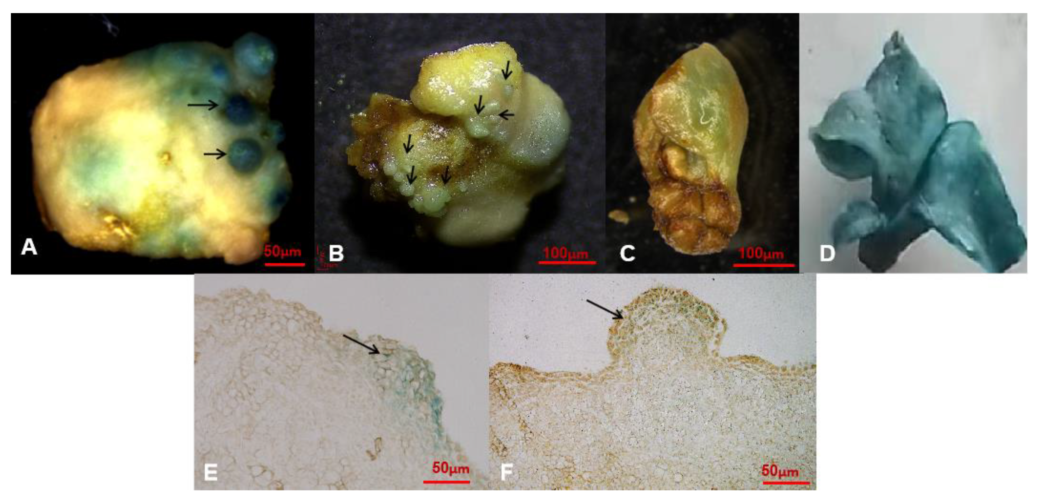 Plants 11 01067 g004 550