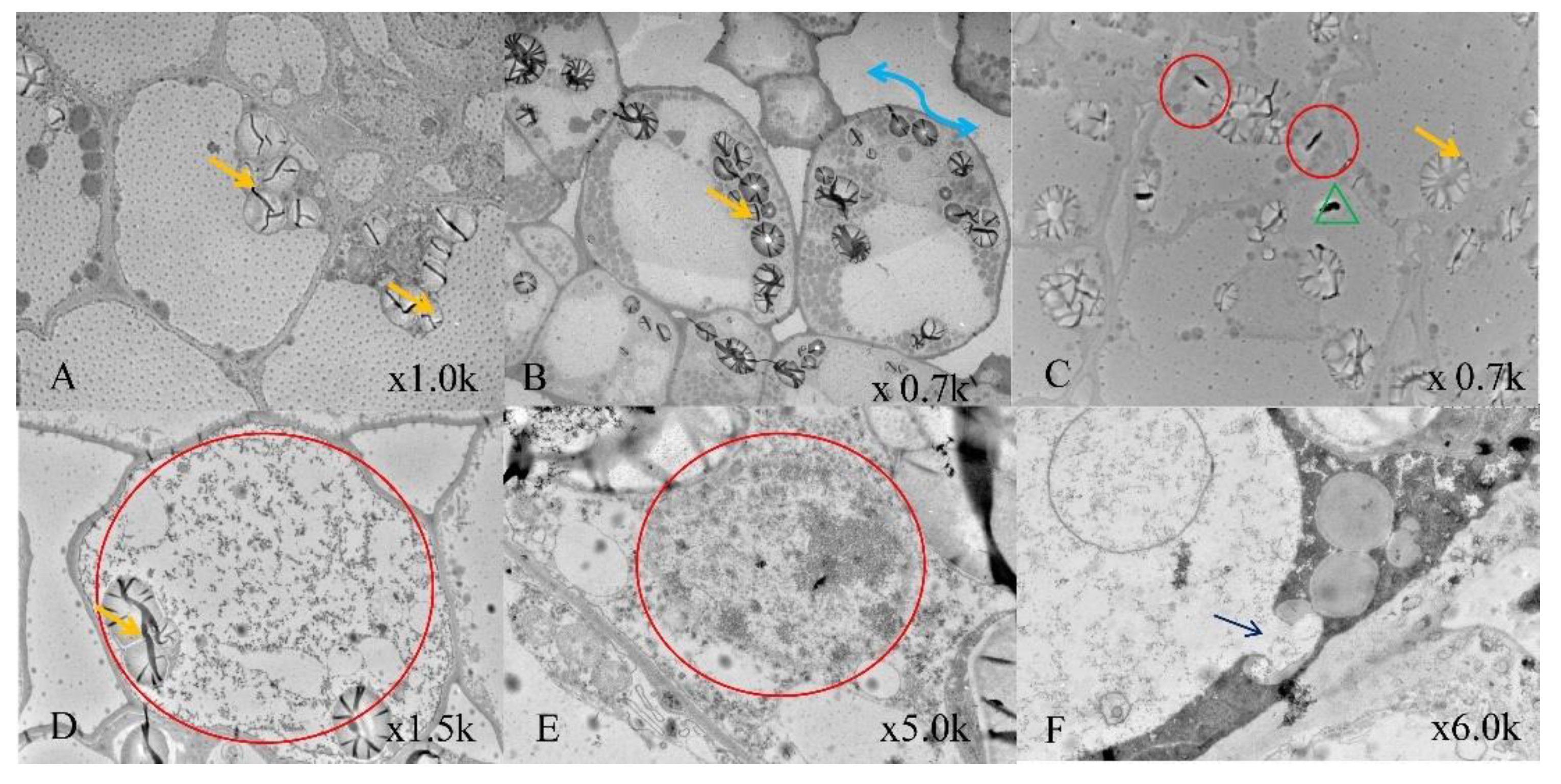 Plants 11 01067 g005 550